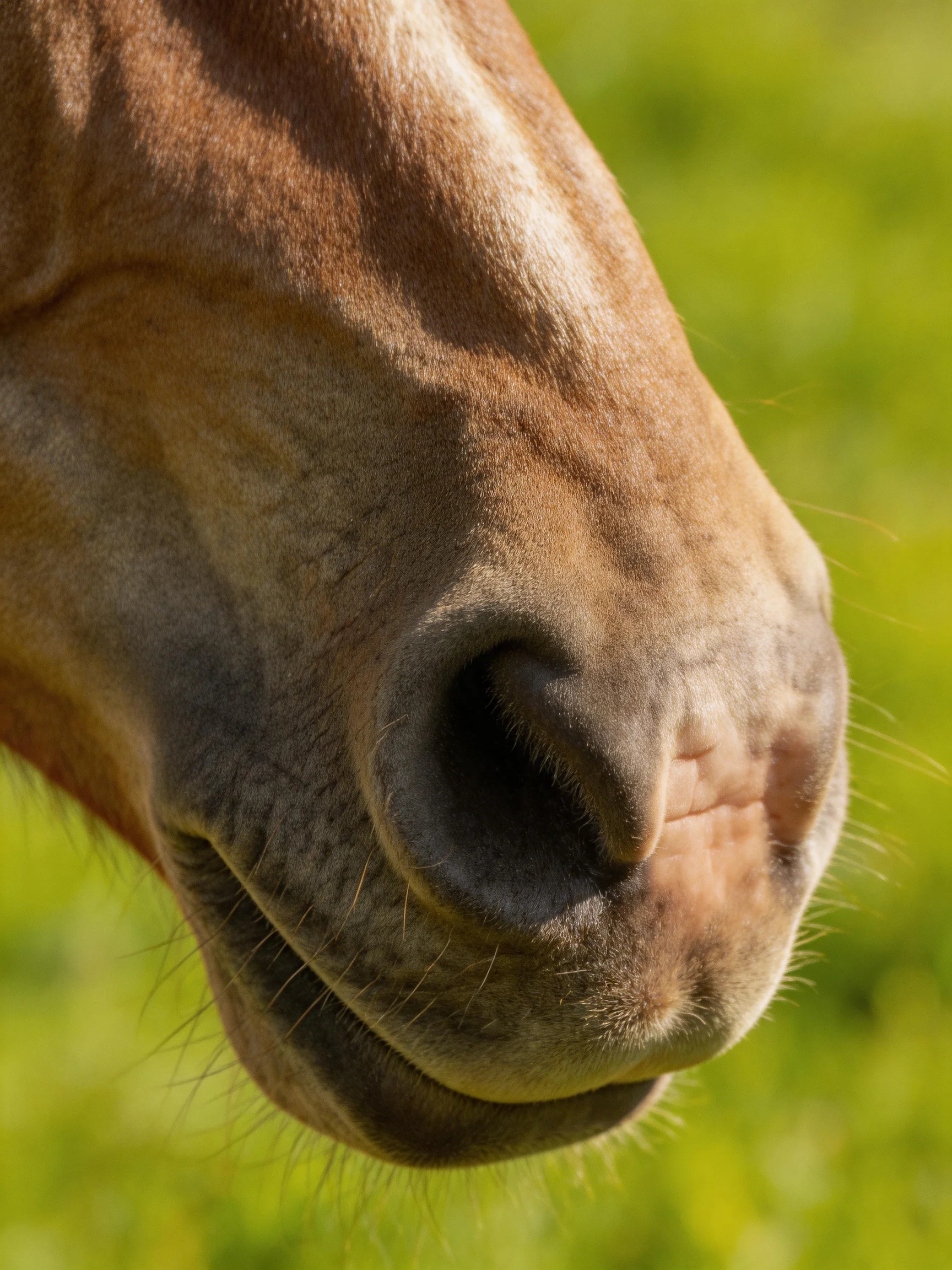 Close - up of a brown horse’s nose withblurred green surroundings