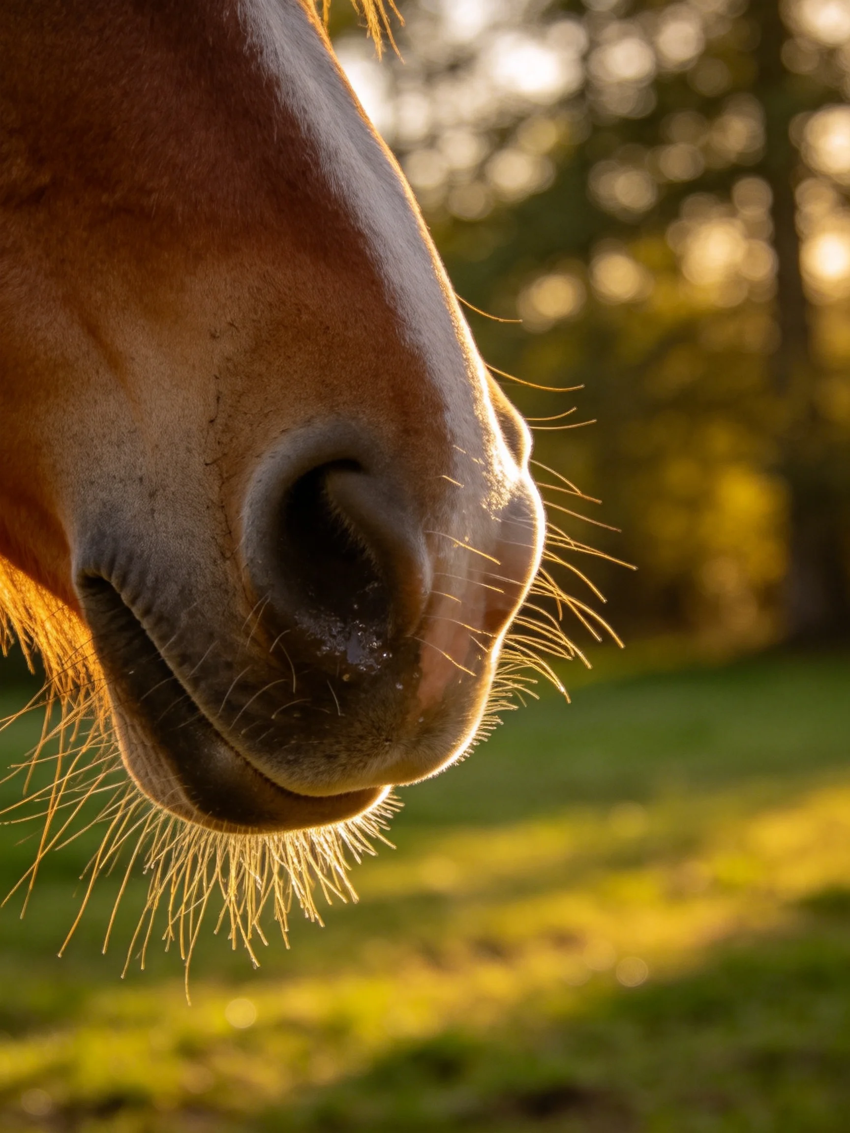 Close - up of a brown horses nose with golden sunlight and green surroundings