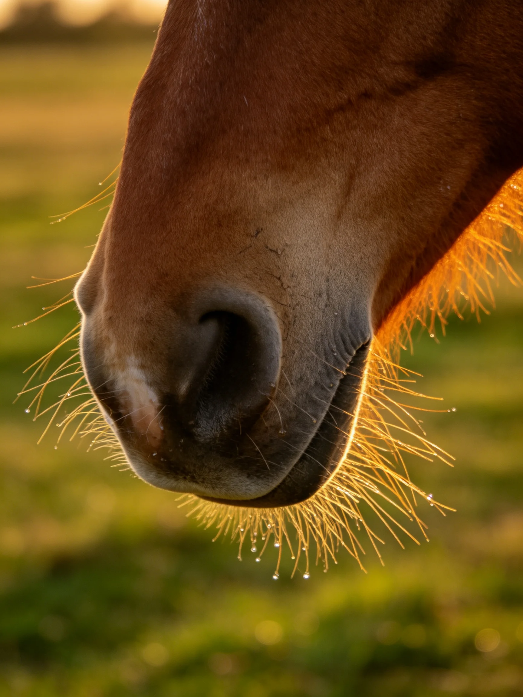 Close - up of a brown horses nose with golden whiskers in a sunlit field
