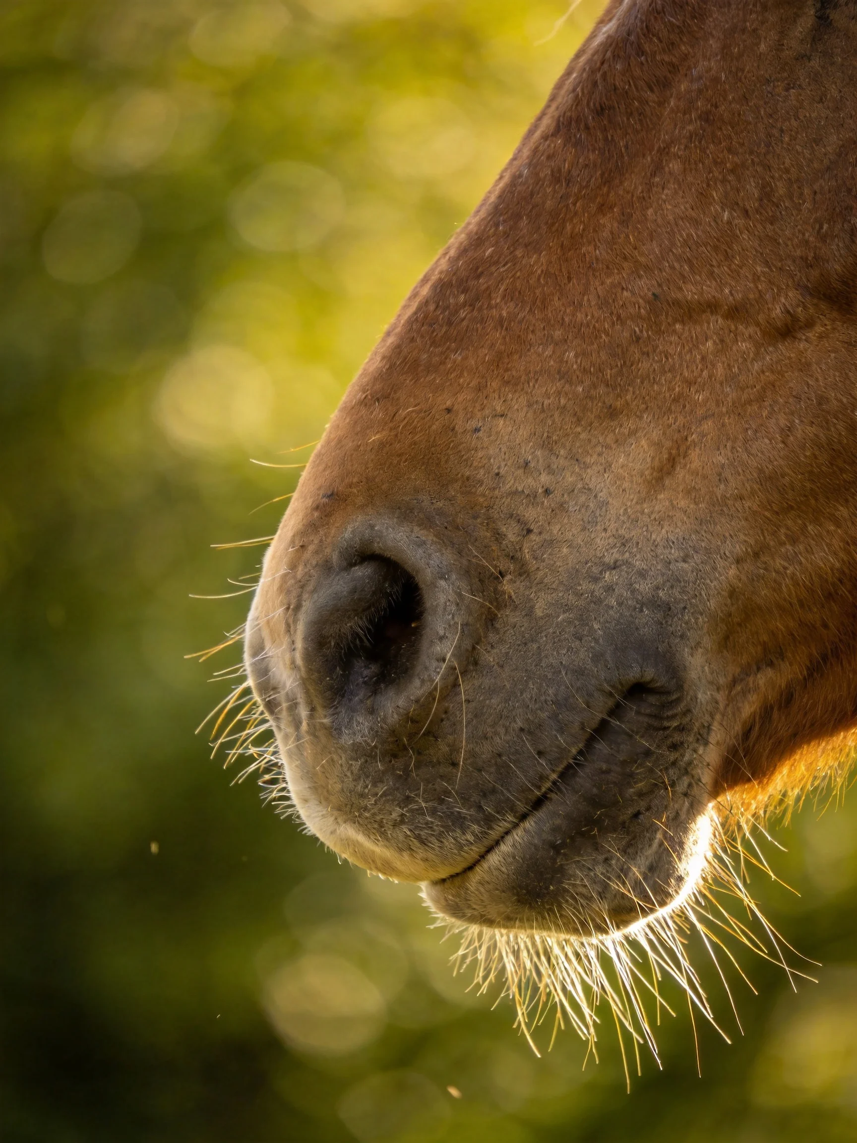 Close - up of a brown horses nose with soft bokeh background