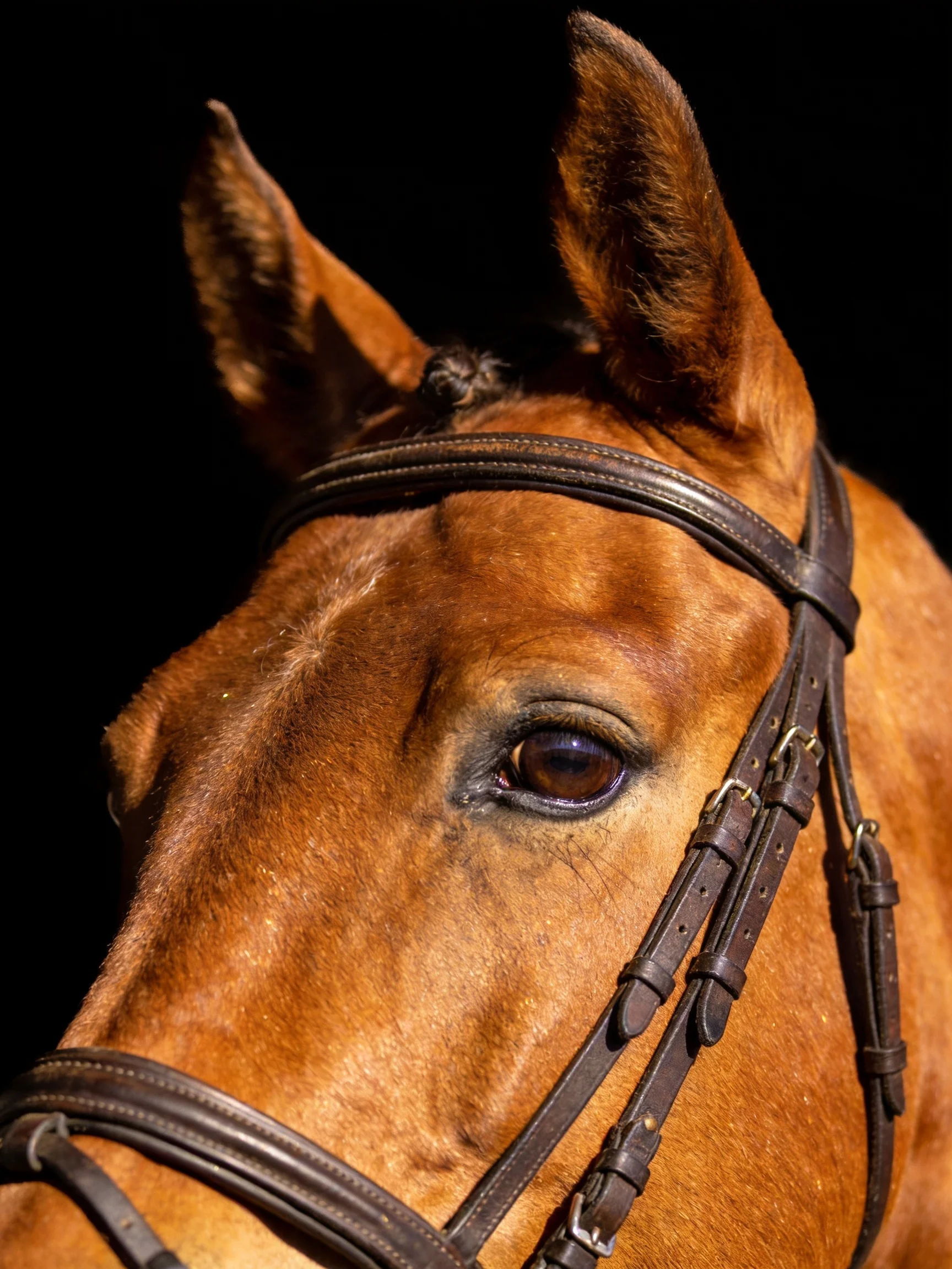 Close - up of a chestnut horse wearing a dark brown bridle