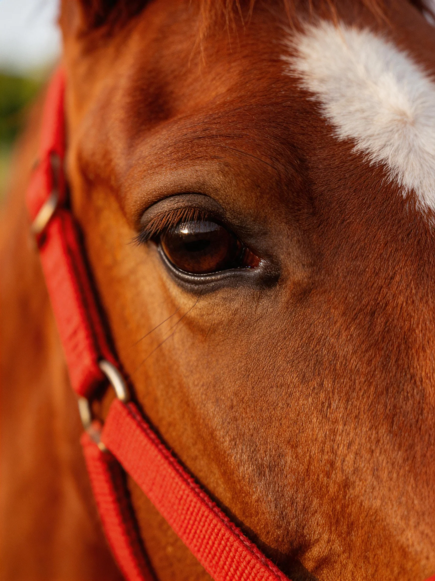 A close - up of a chestnut horse’s eye and face with a red halter.