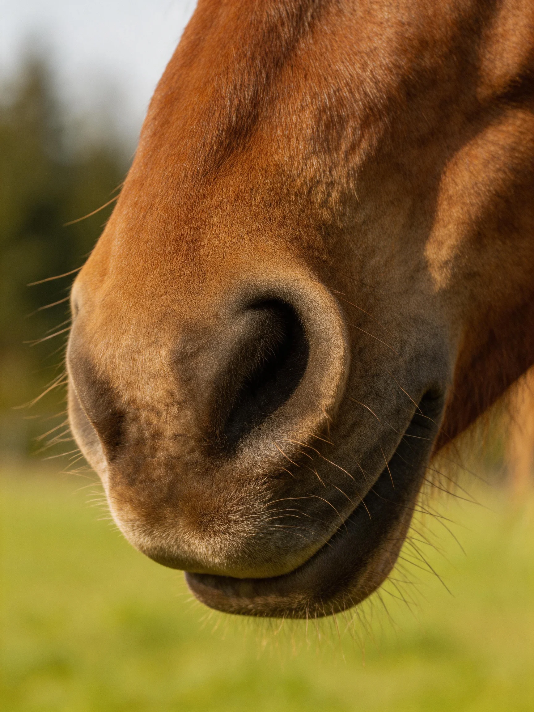 Close - up of a chestnut horse’s detailed snout with natural lighting