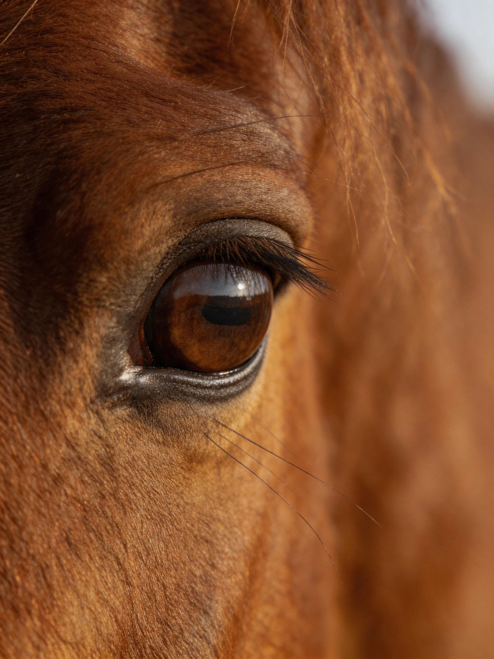 Close - up of a chestnut horse’s eye with textured fur and expressive gaze
