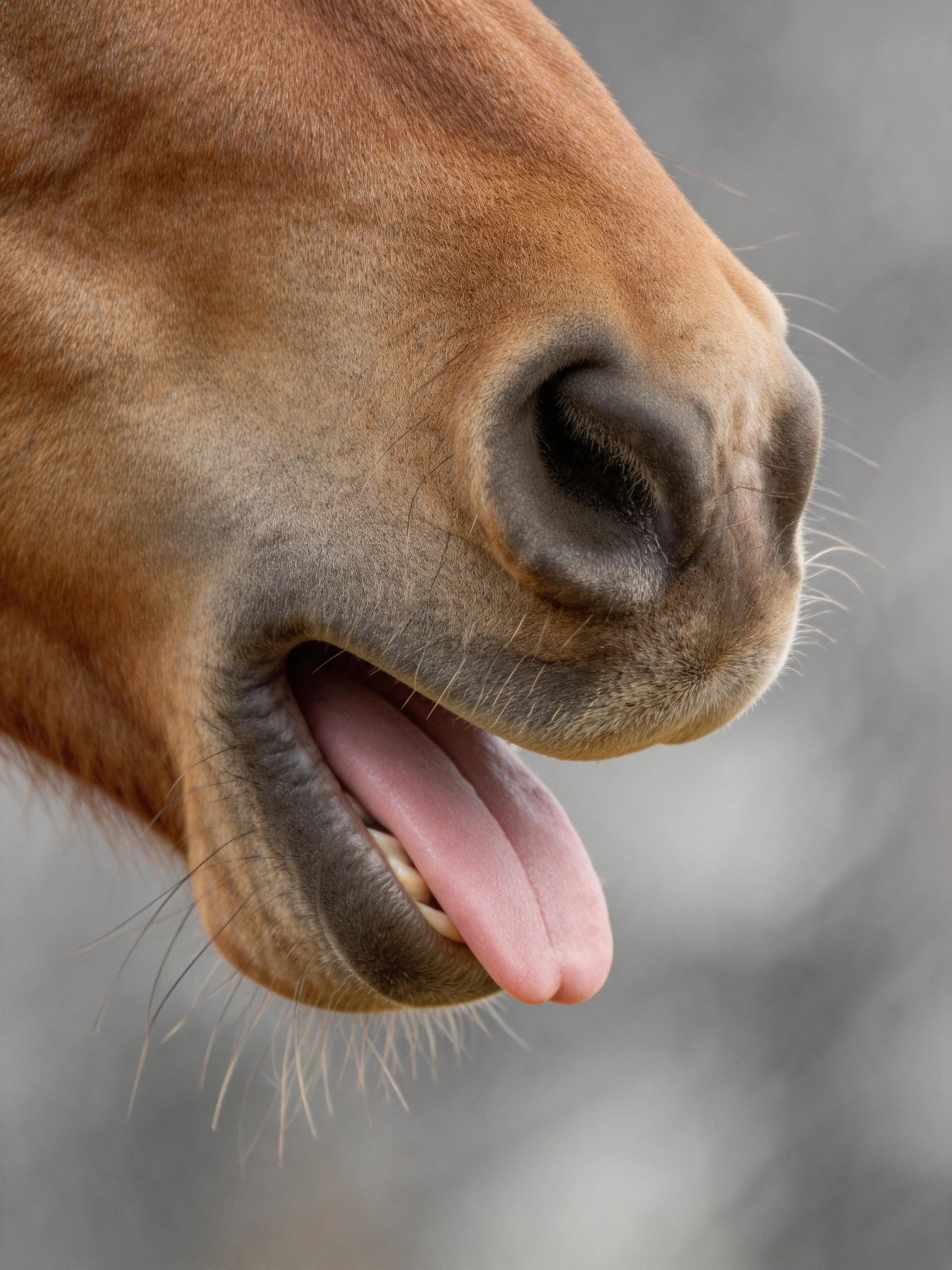 Close - up of a chestnut horse’s muzzle with tongue extended