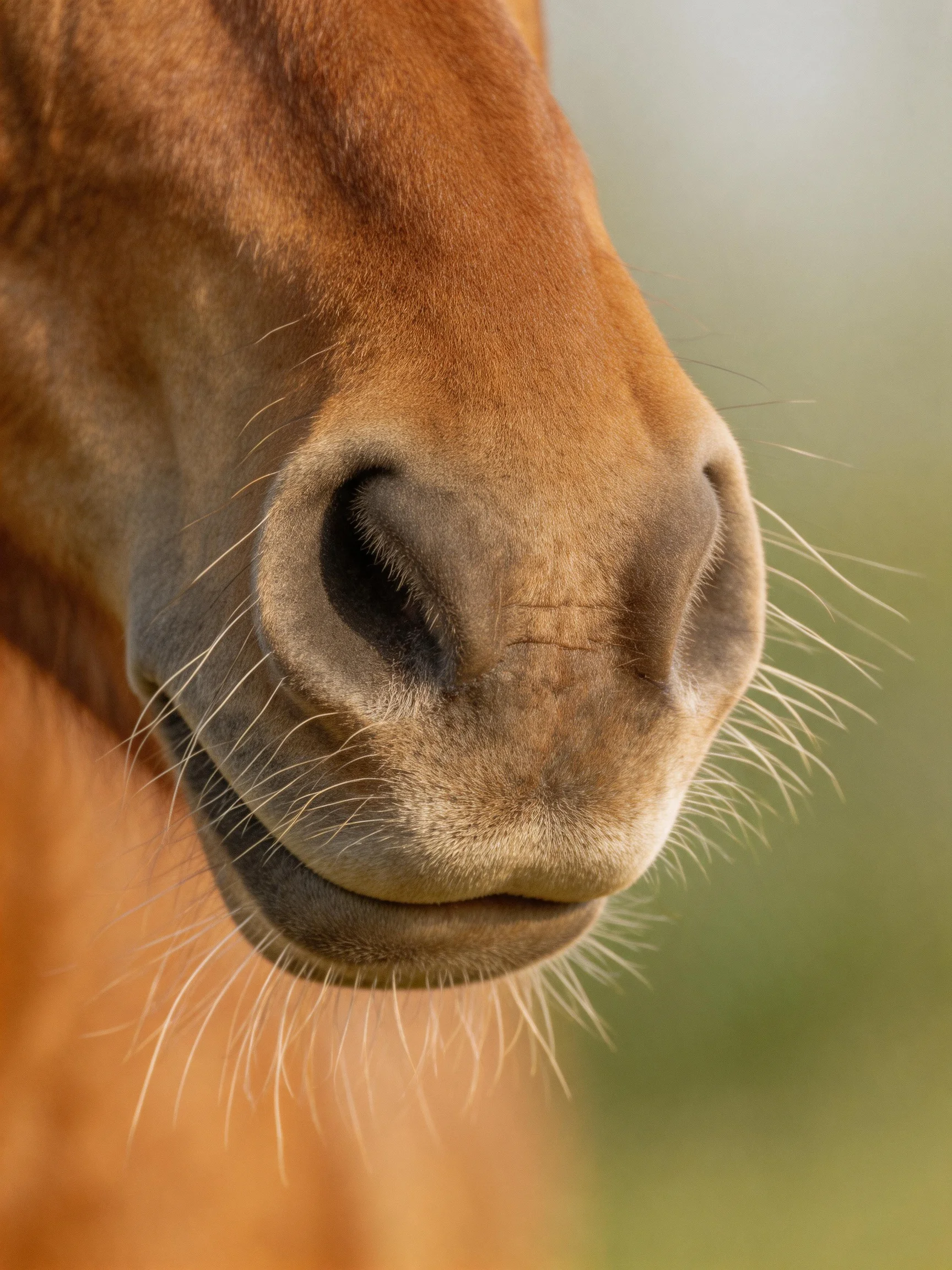 A close - up highlights a chestnut horse’s nose with prominent whiskers.