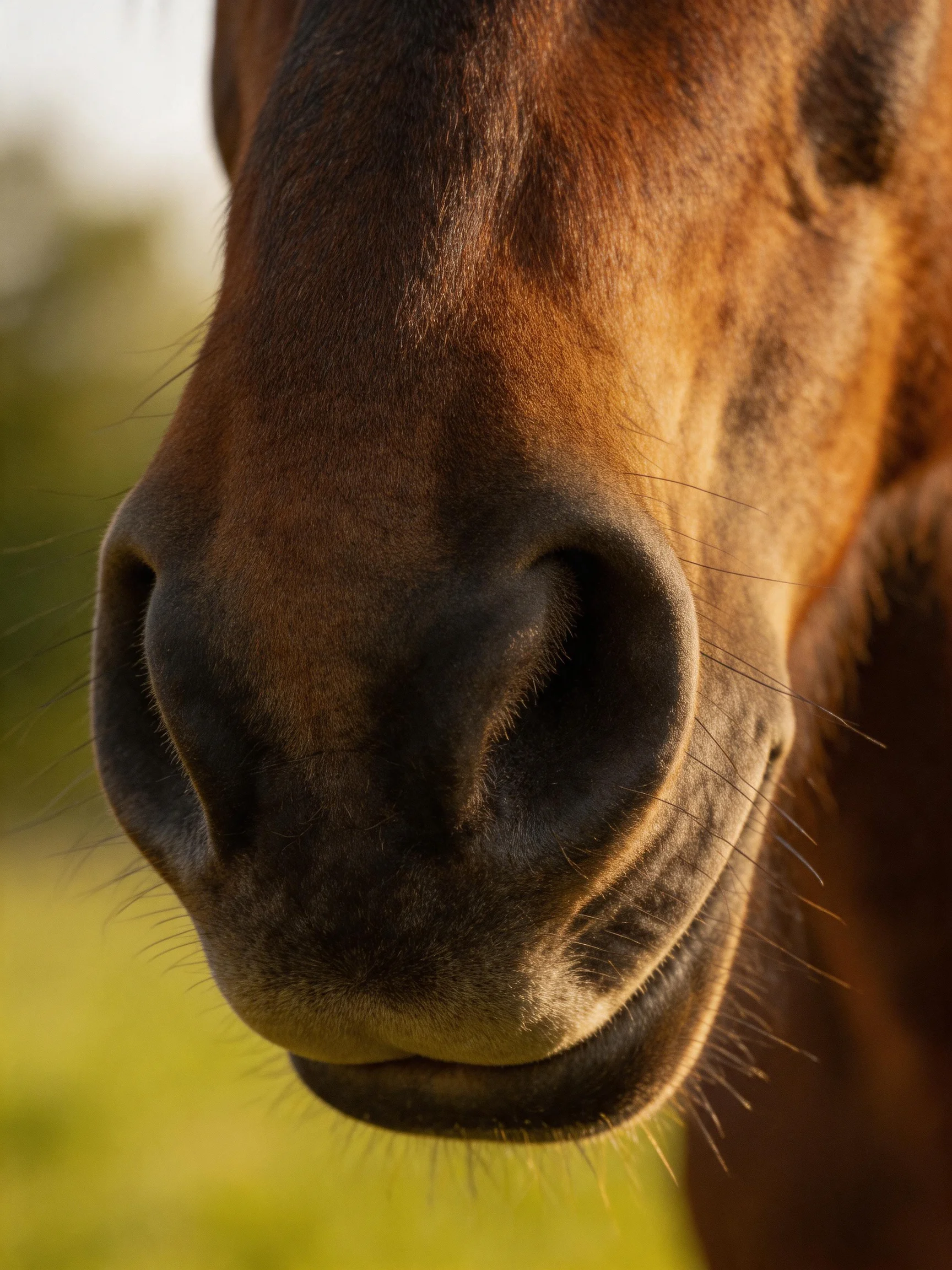 Close - up of a chestnut horse’s nose with prominent whiskers