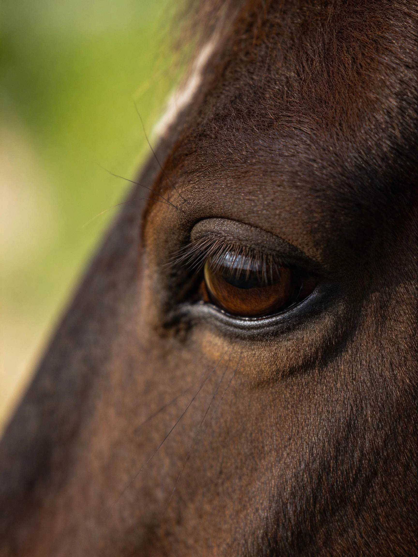 A close - up of a dark brown horse’s eye with a white stripe.