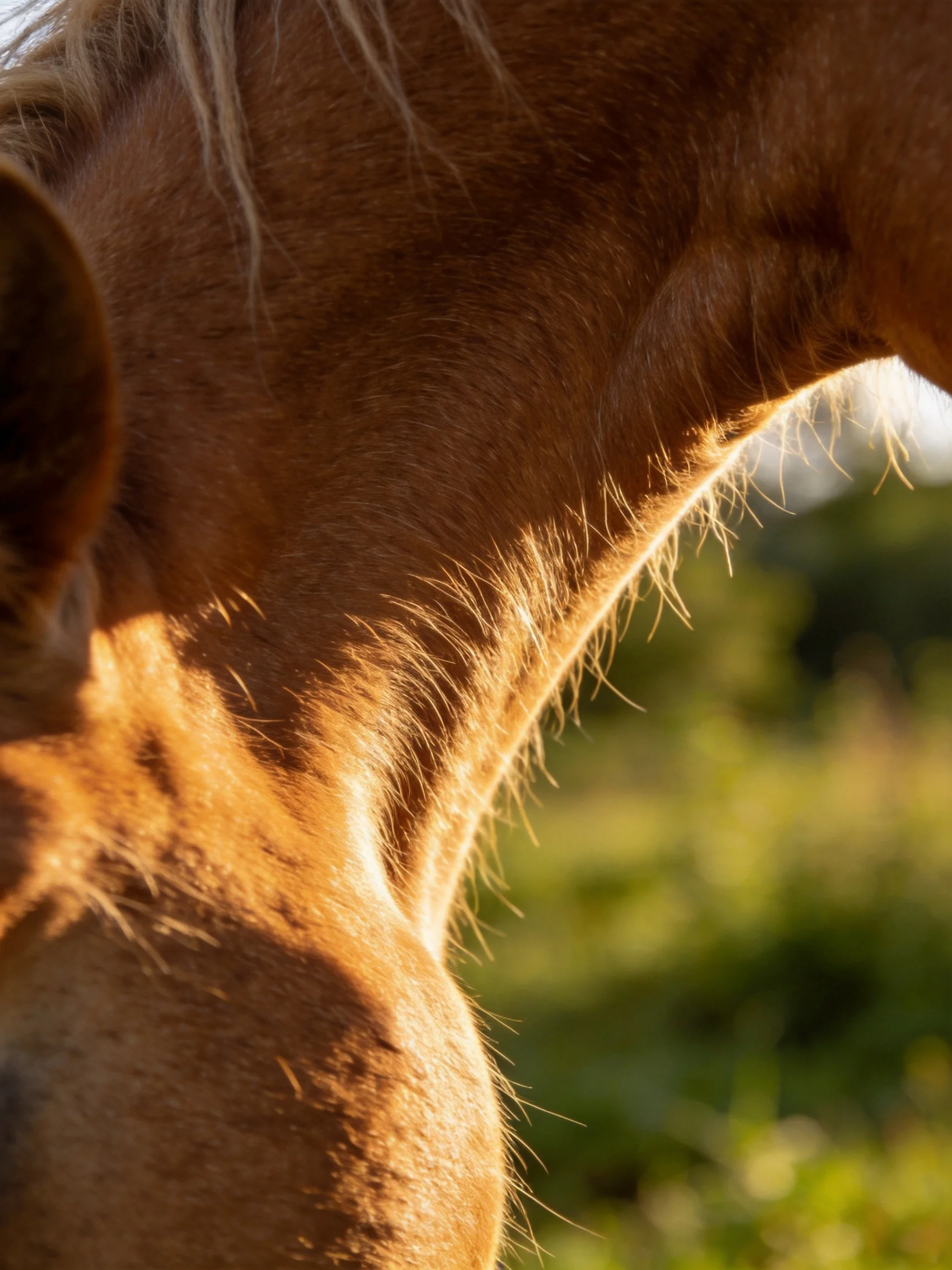 Close - up of a golden - brown horse neck with sunlight highlighting its fur