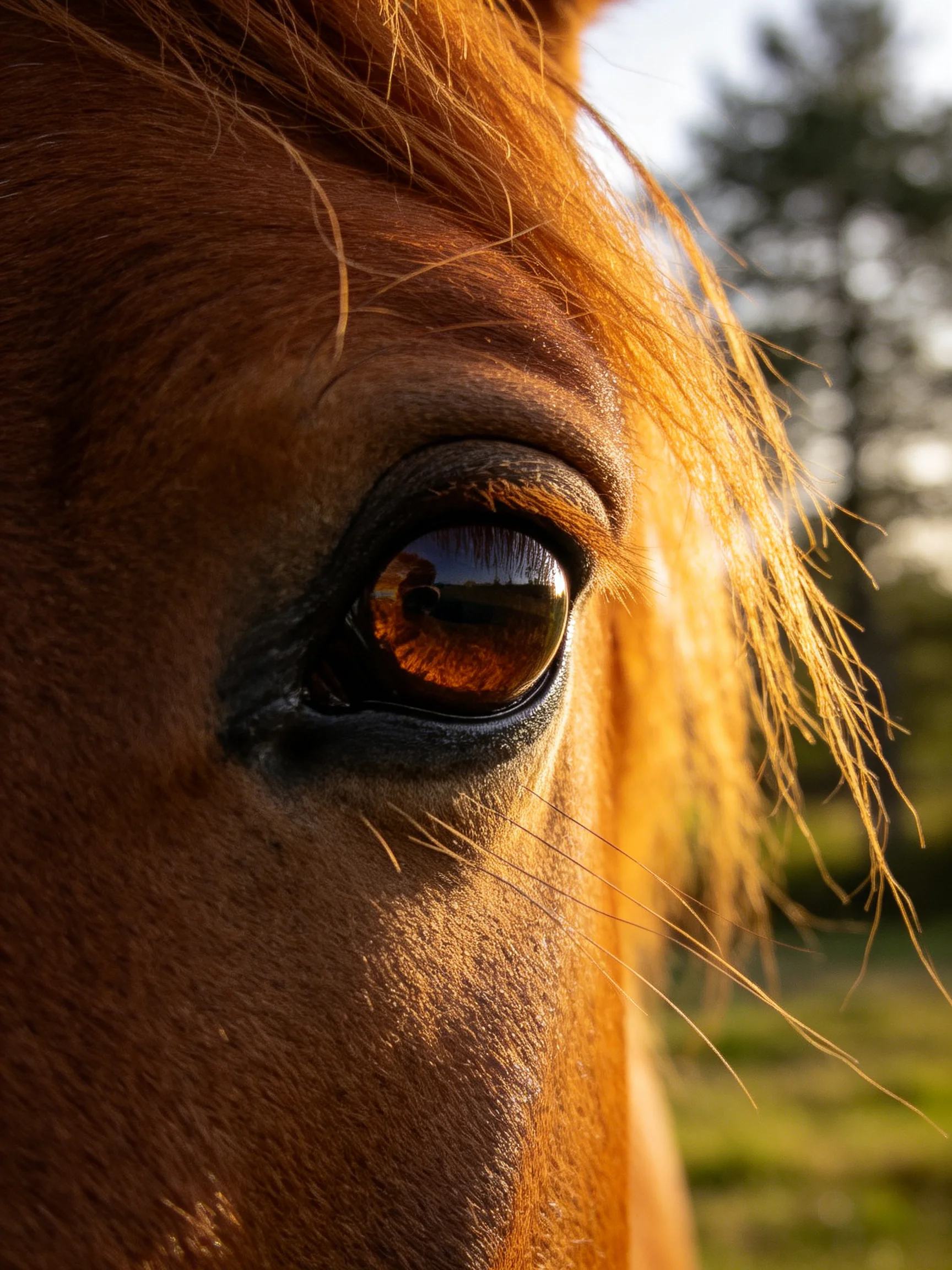 Close - up of a horse’s amber - eyed face with golden mane