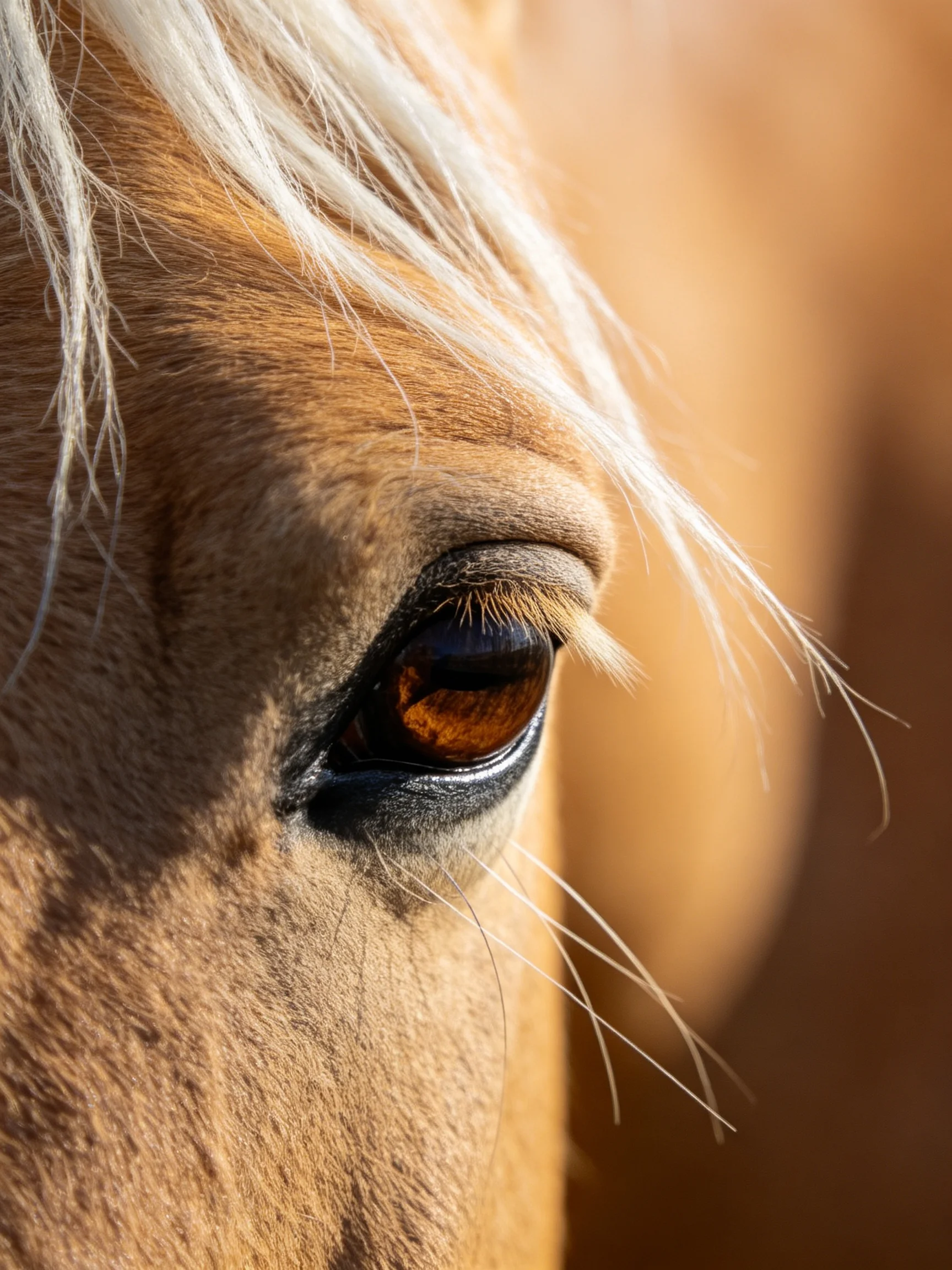 Close - up of a horse’s amber - toned eye with white mane strands