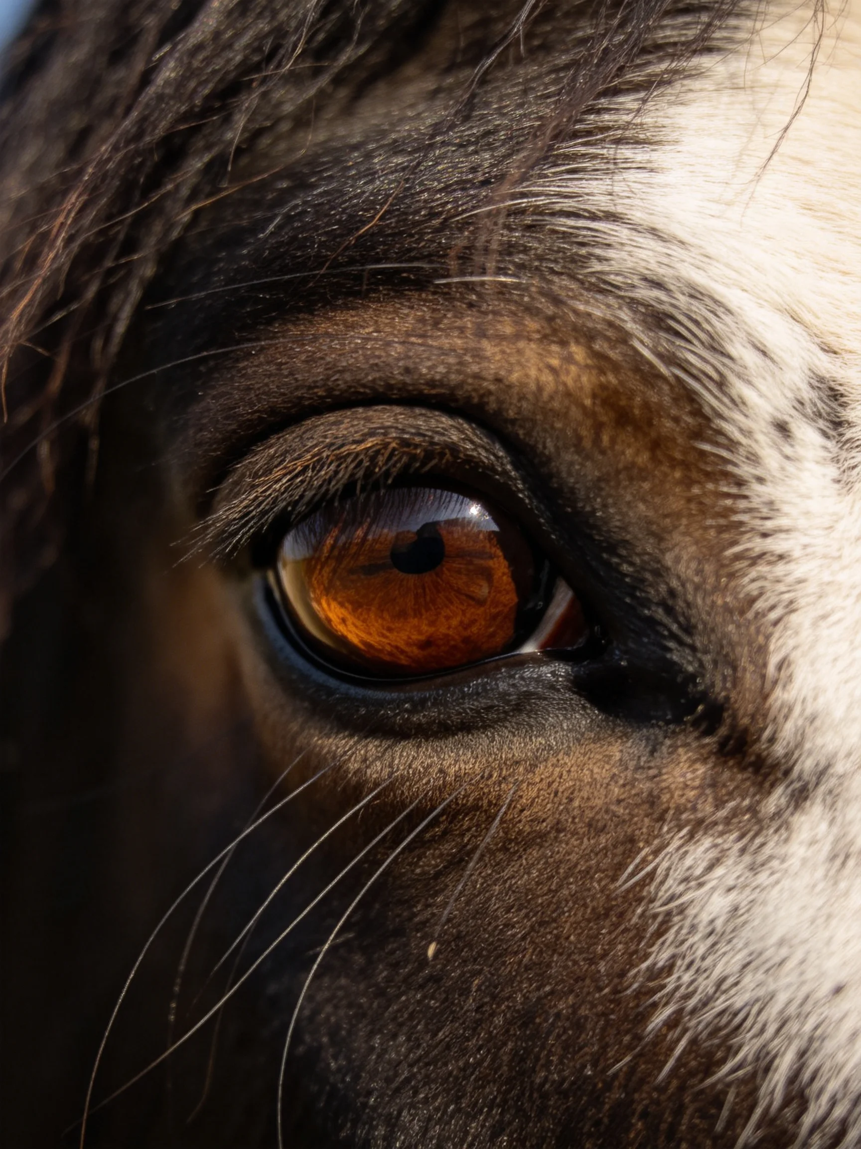 Close - up of a horse’s amber eye with contrasting dark and light fur