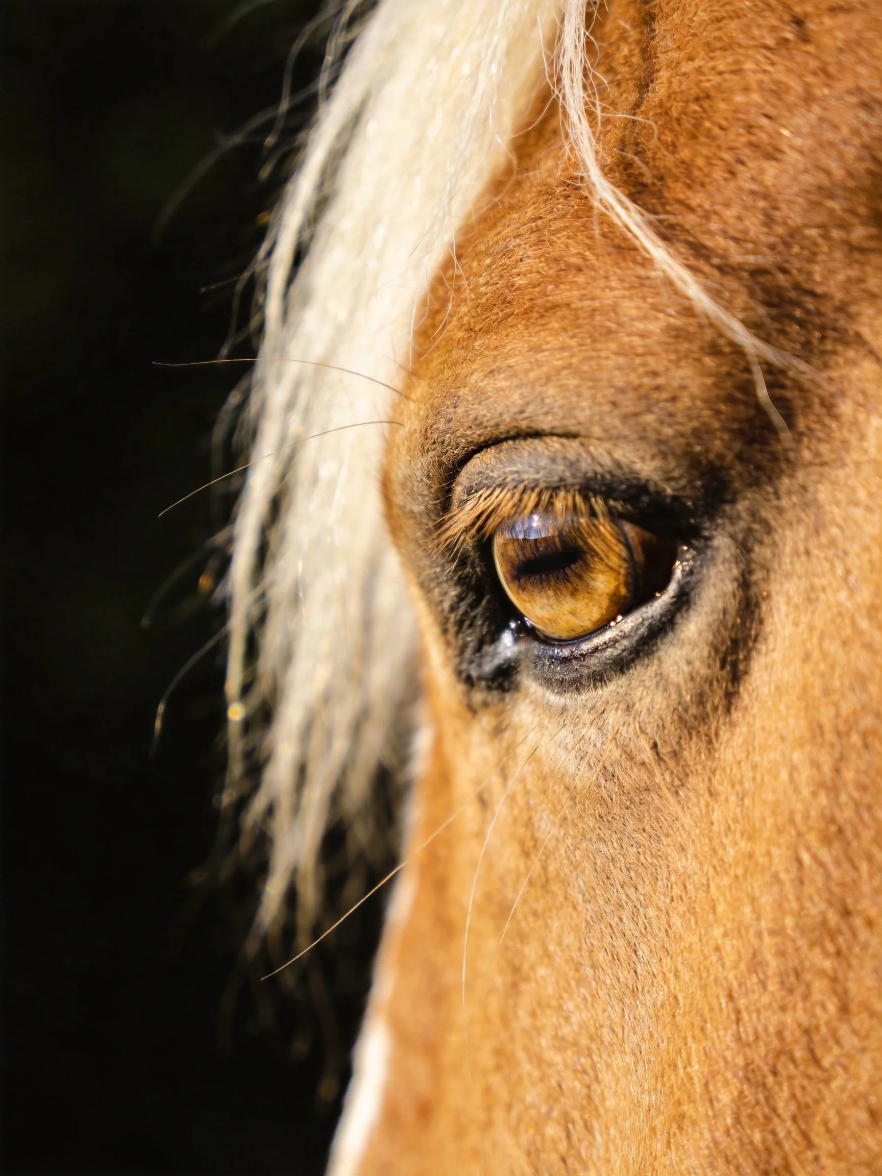 Close - up of a horse’s amber eye with golden brown coat and white mane