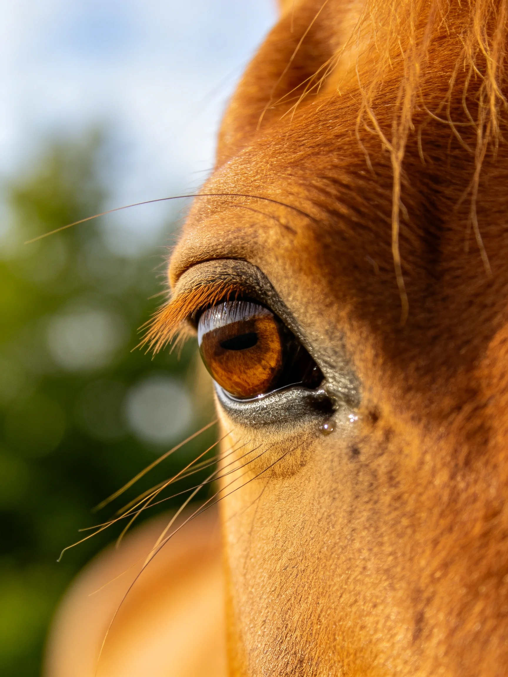 Close - up of a horse’s amber eye with golden fur details