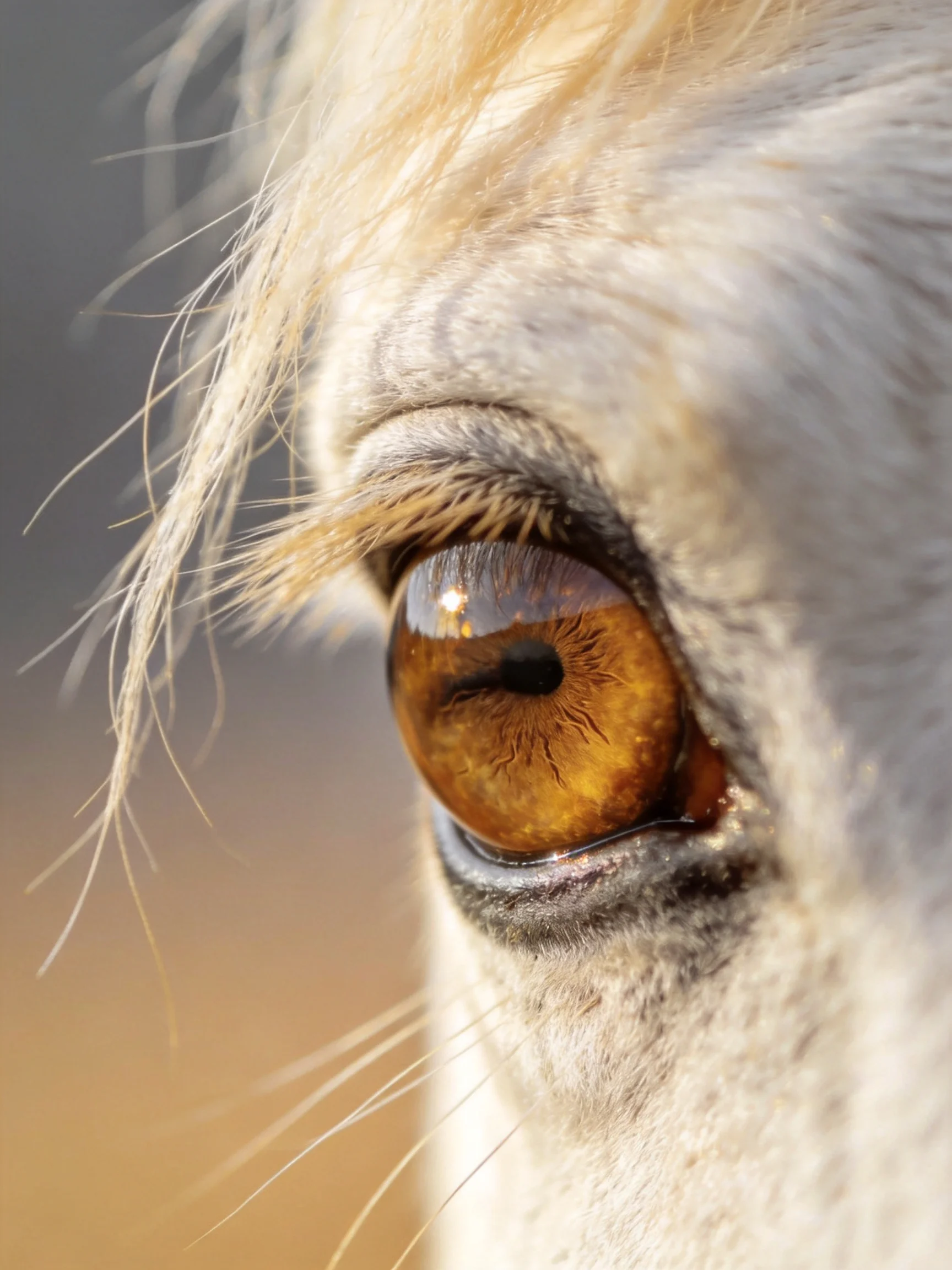 Close - up of a horse’s amber eye with light - colored fur