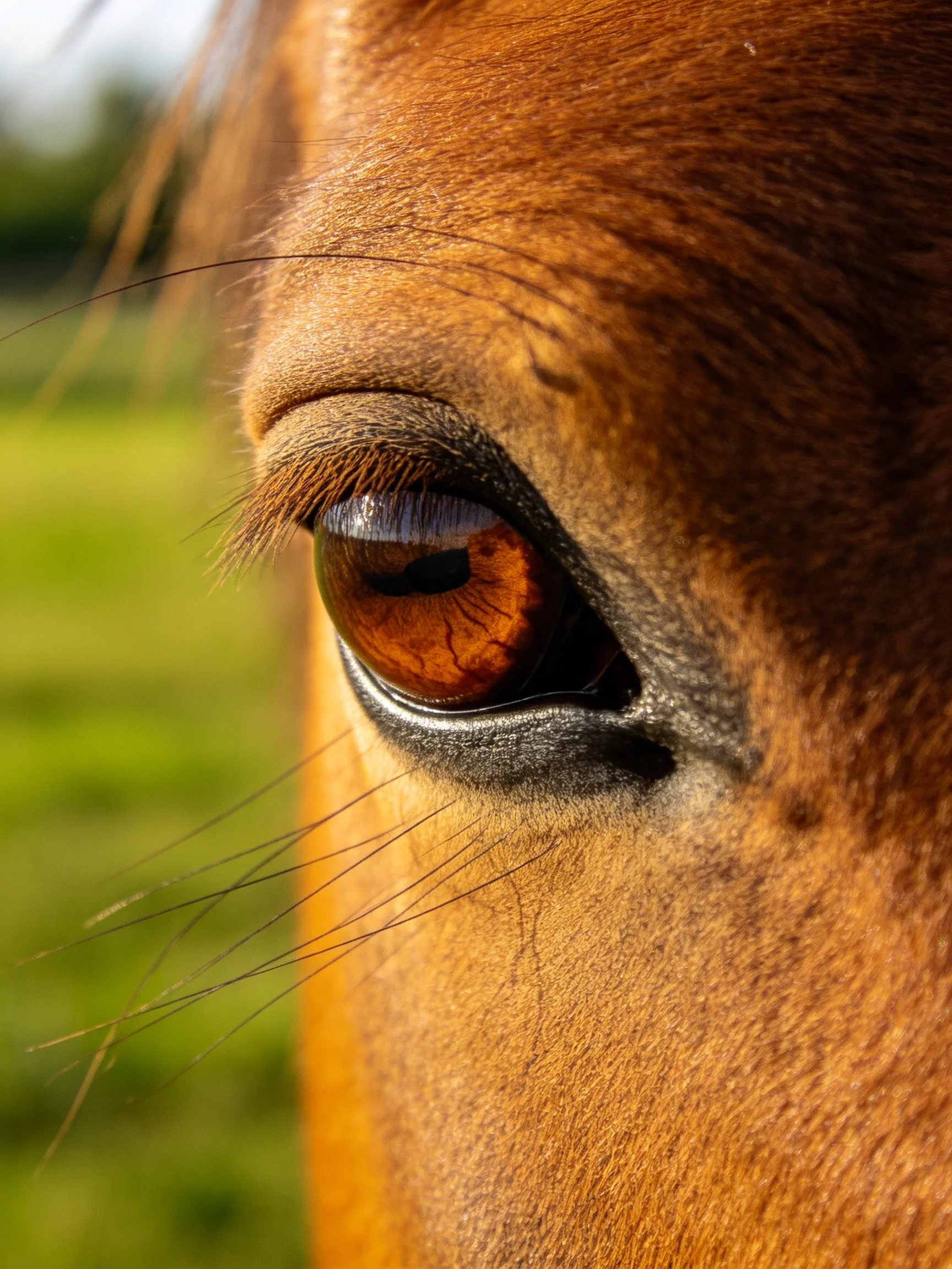 Close - up of a horse’s amber eye with textured brown coat