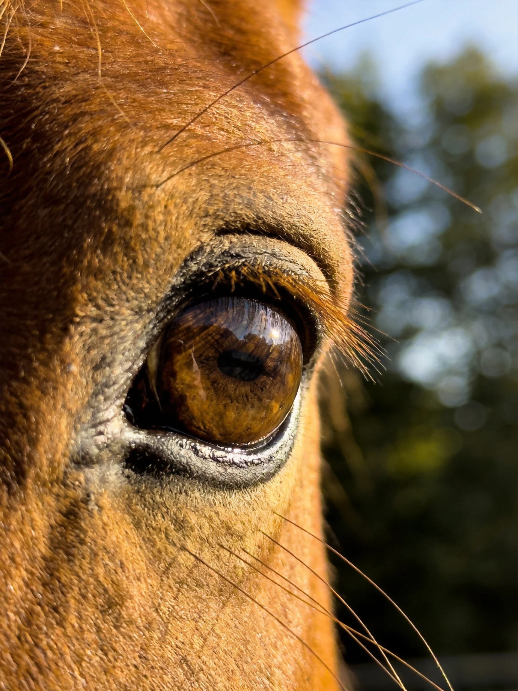 Close - up of a horse’s amber eye with textured brown fur