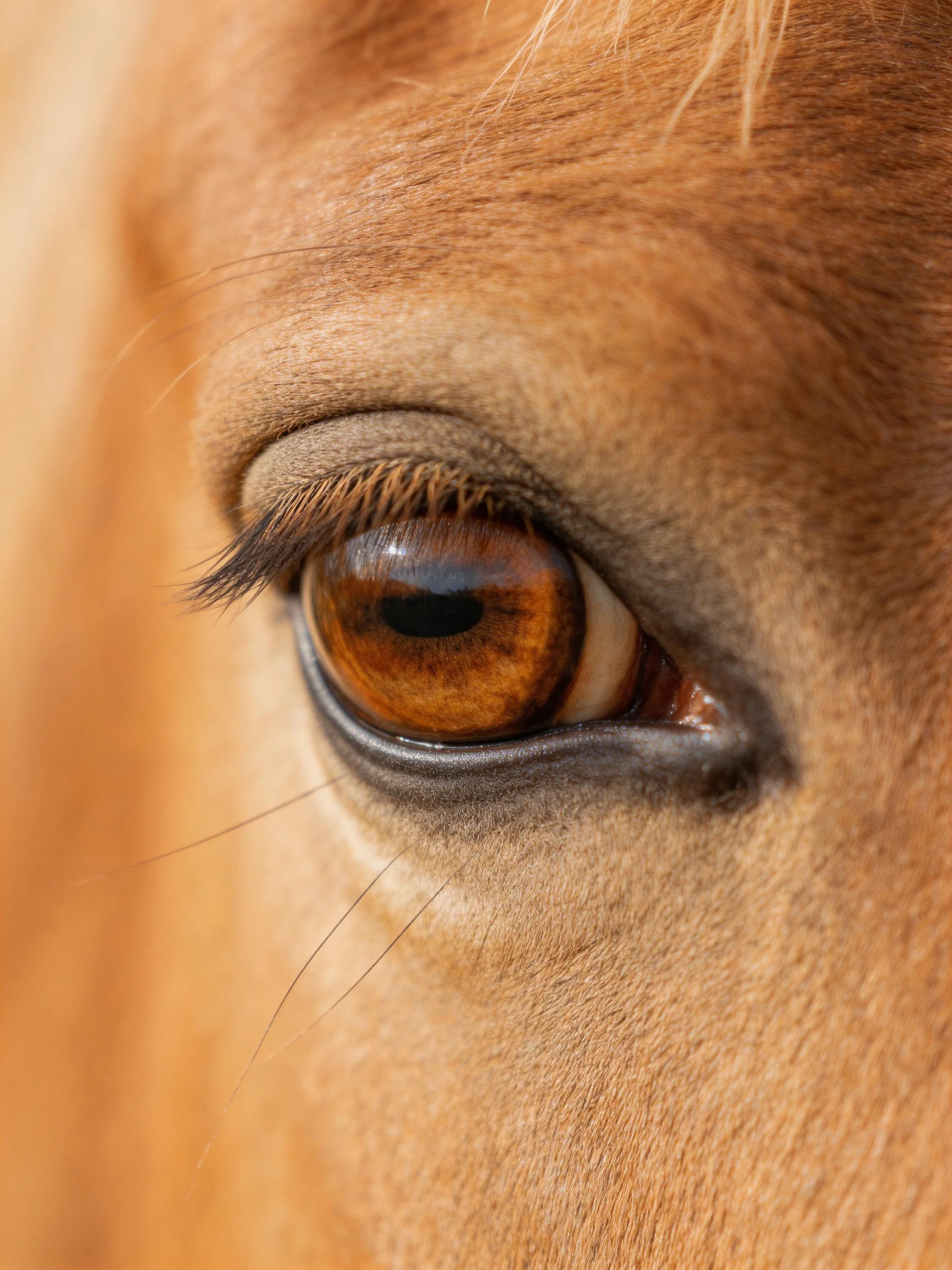 Close - up of a horse’s amber eye with textured brown fur