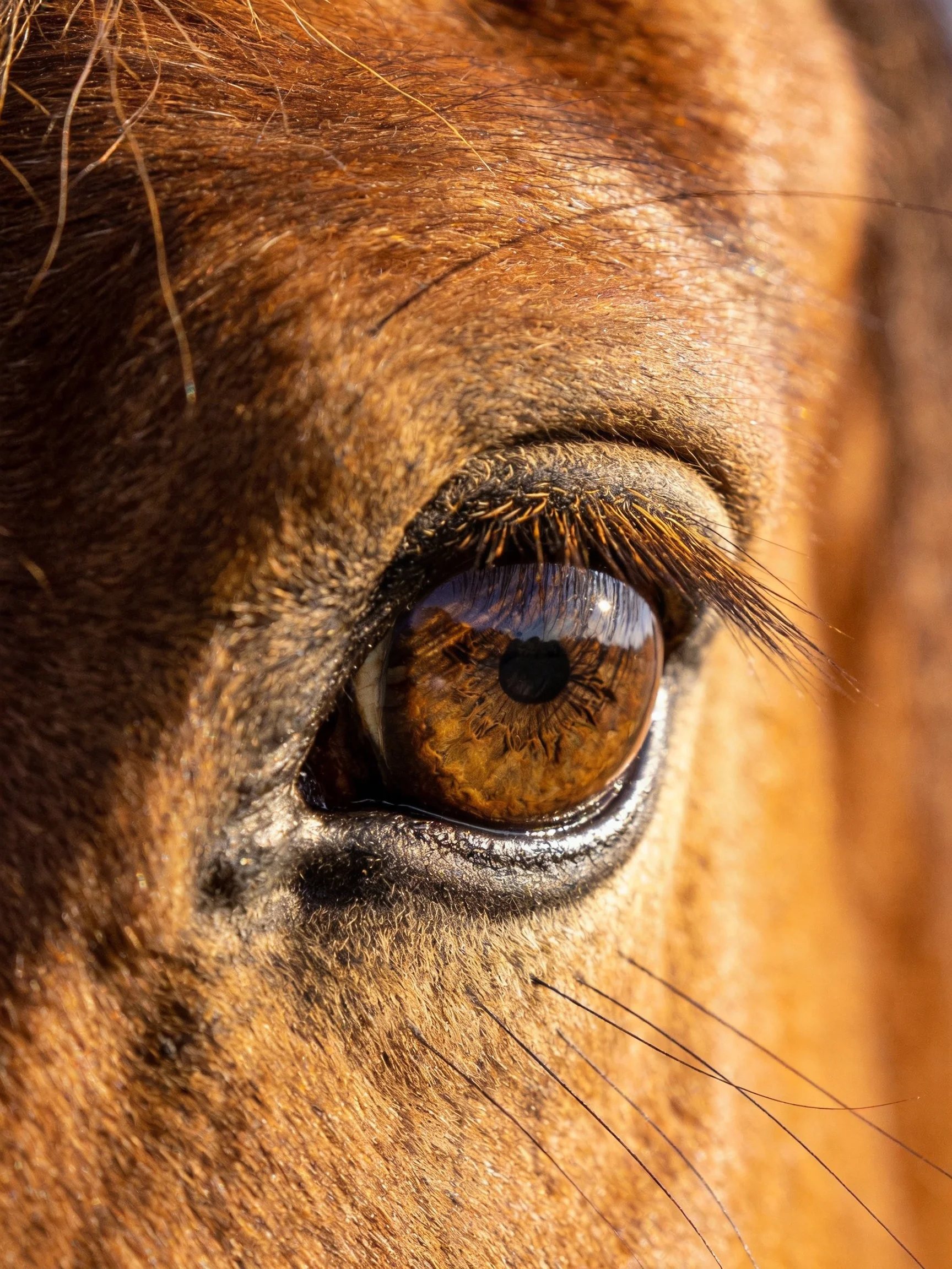Close - up of a horse’s amber eye with textured brown fur