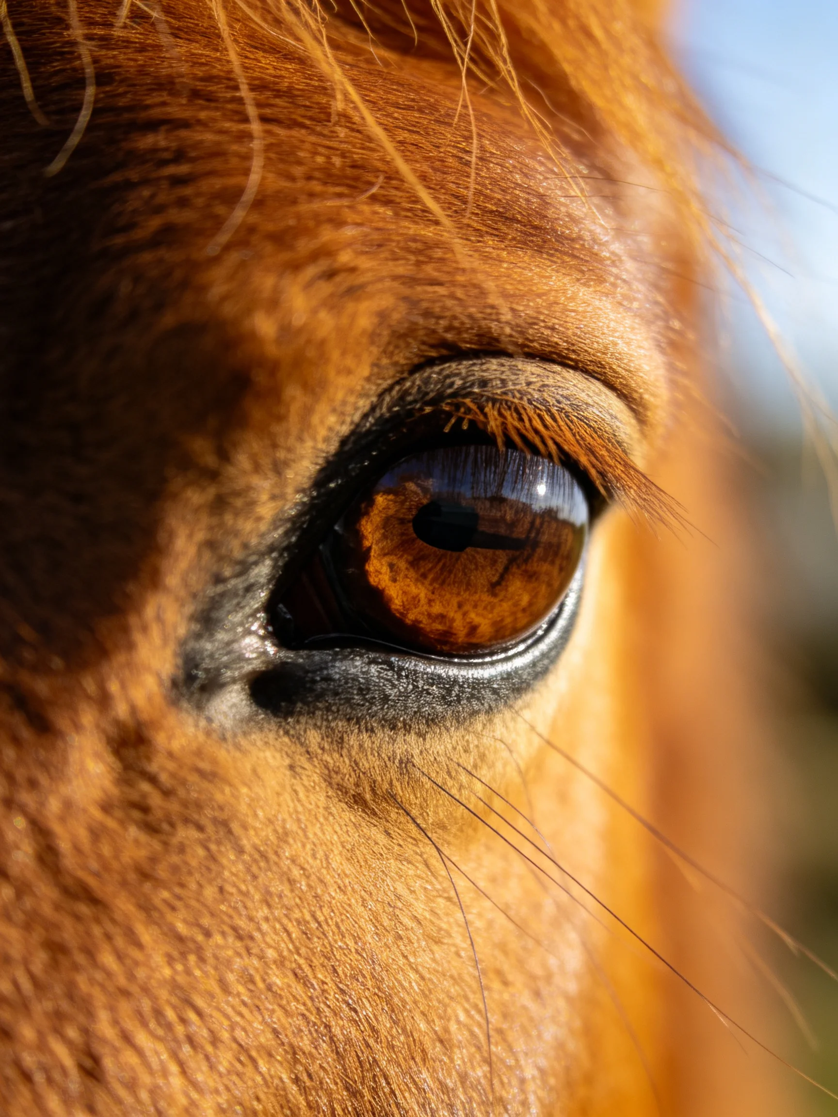 Close - up of a horse’s amber eye with textured golden fur