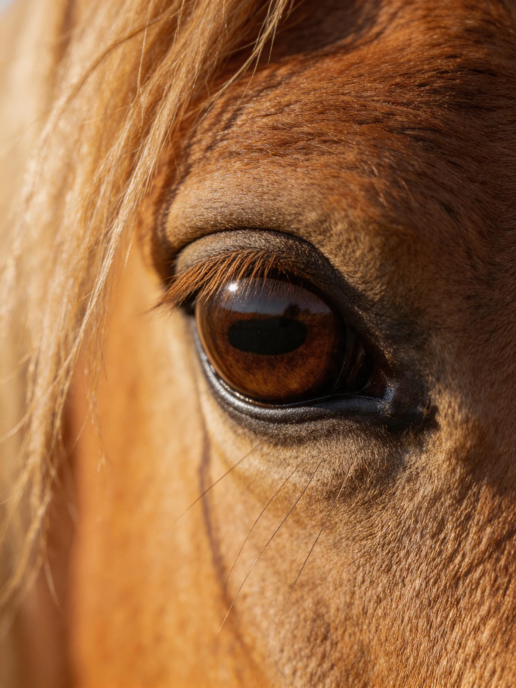 Close - up of a horse’s brown eye with golden fur and textured skin