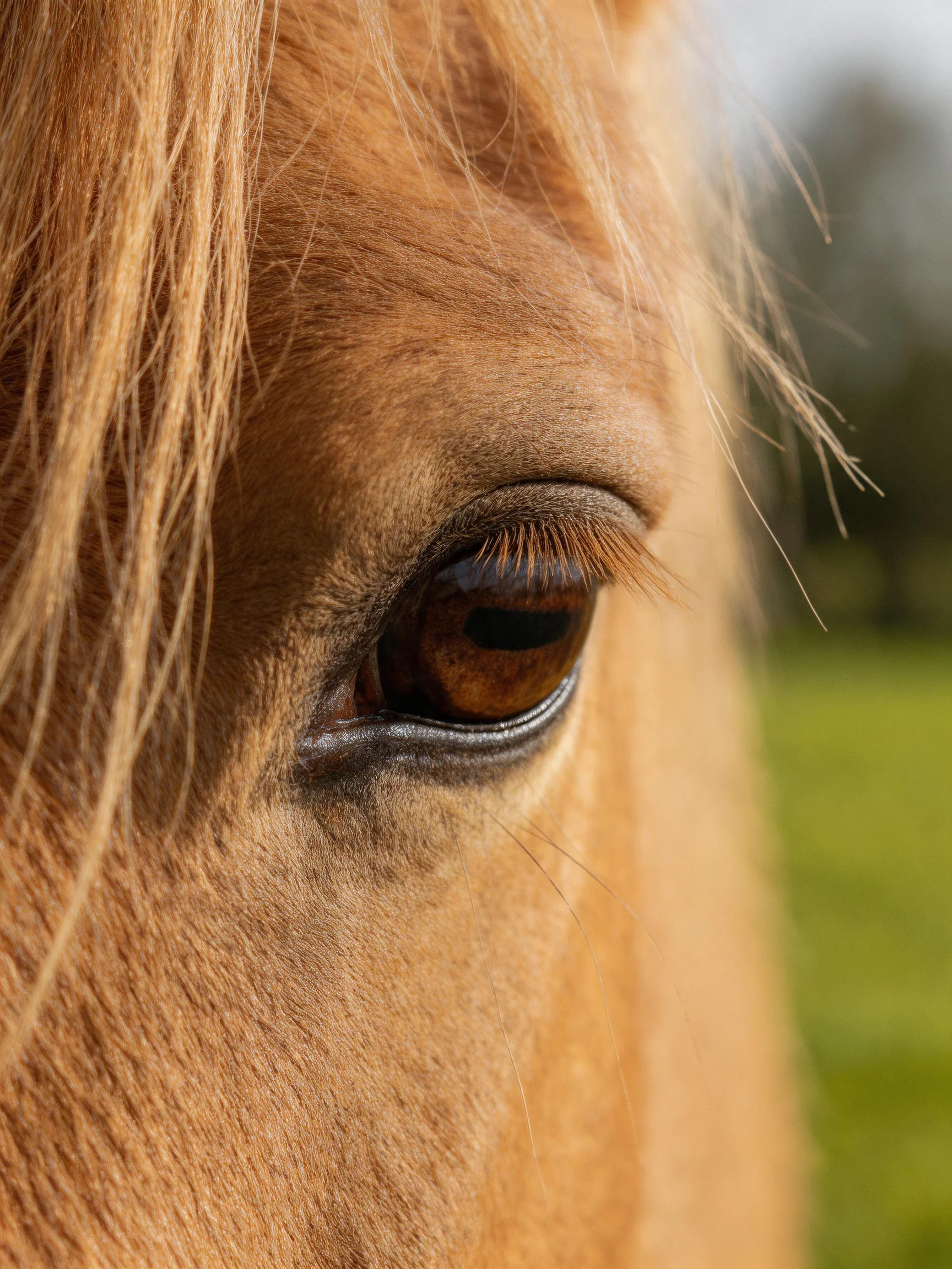 A close - up shows a horse’s brown eye and golden fur in natural light.