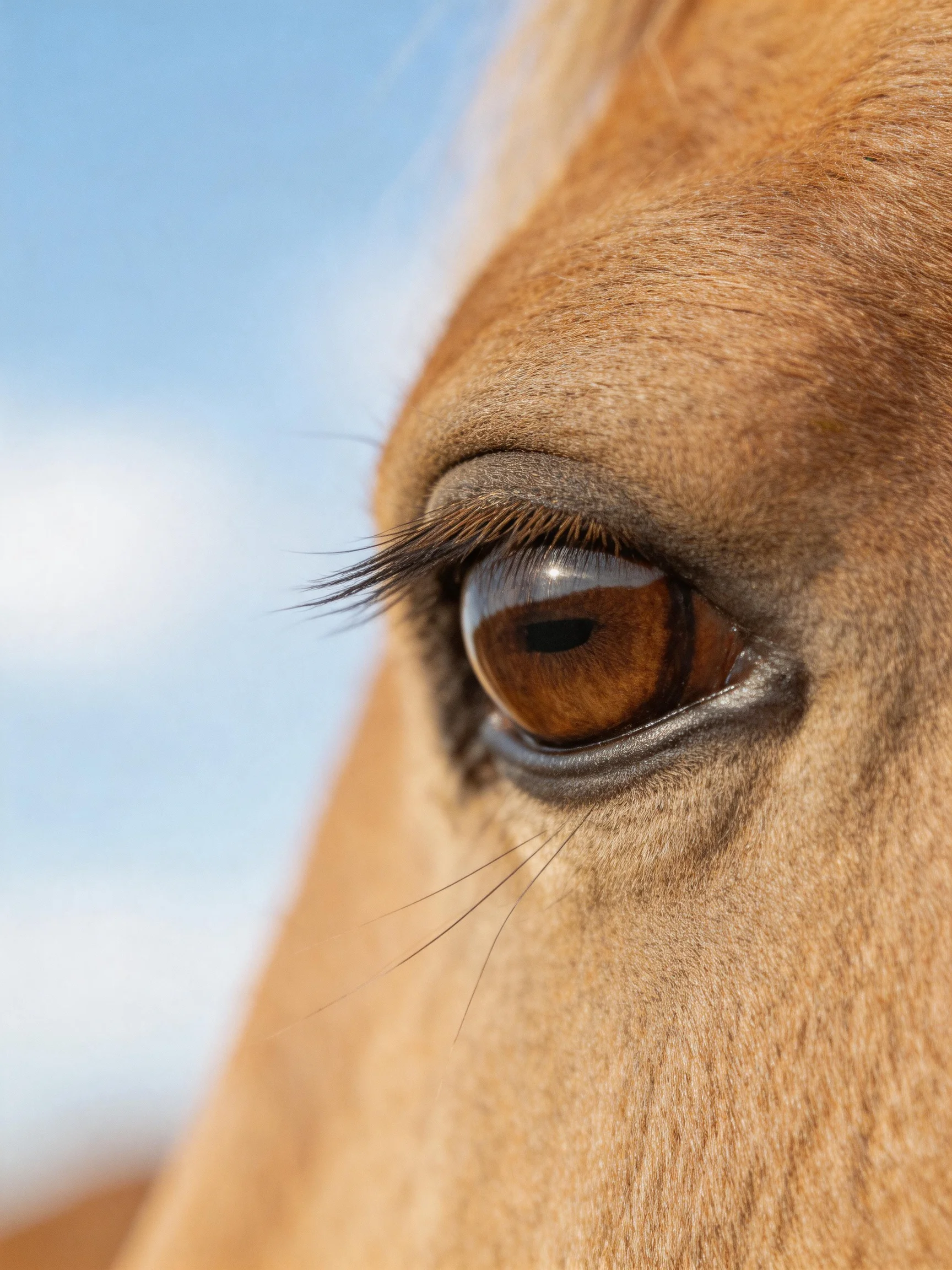 A close - up of a horse’s brown eye is shown against a blurred blue sky.