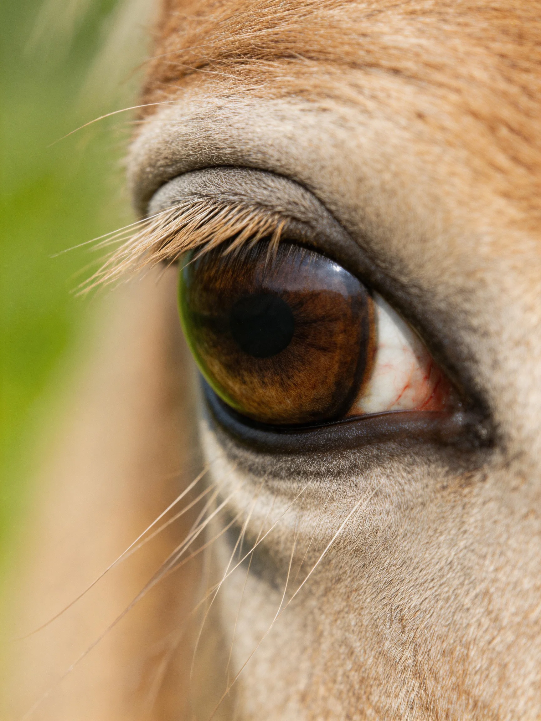 Close - up of a horse’s eye with brown iris and textured facial features