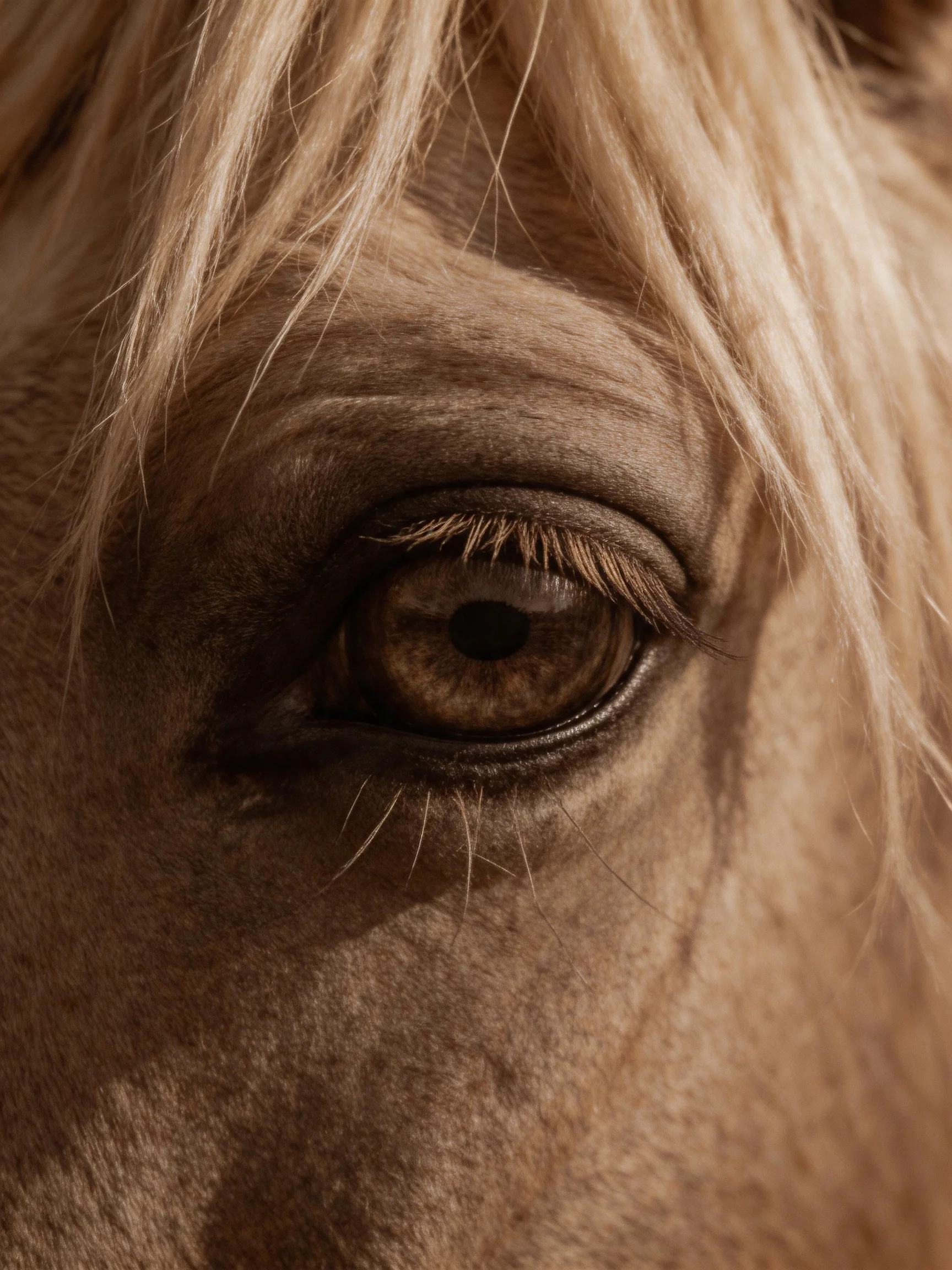 Close - up of a horse’s eye with light brown coat and blonde mane
