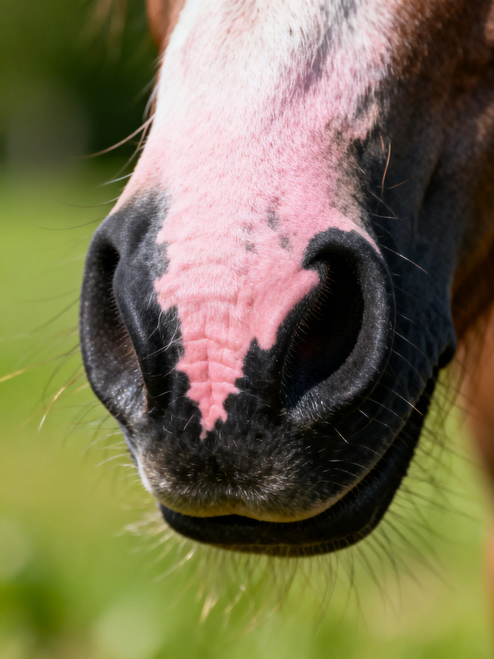 A close - up highlights a horse’s pink and black muzzle.