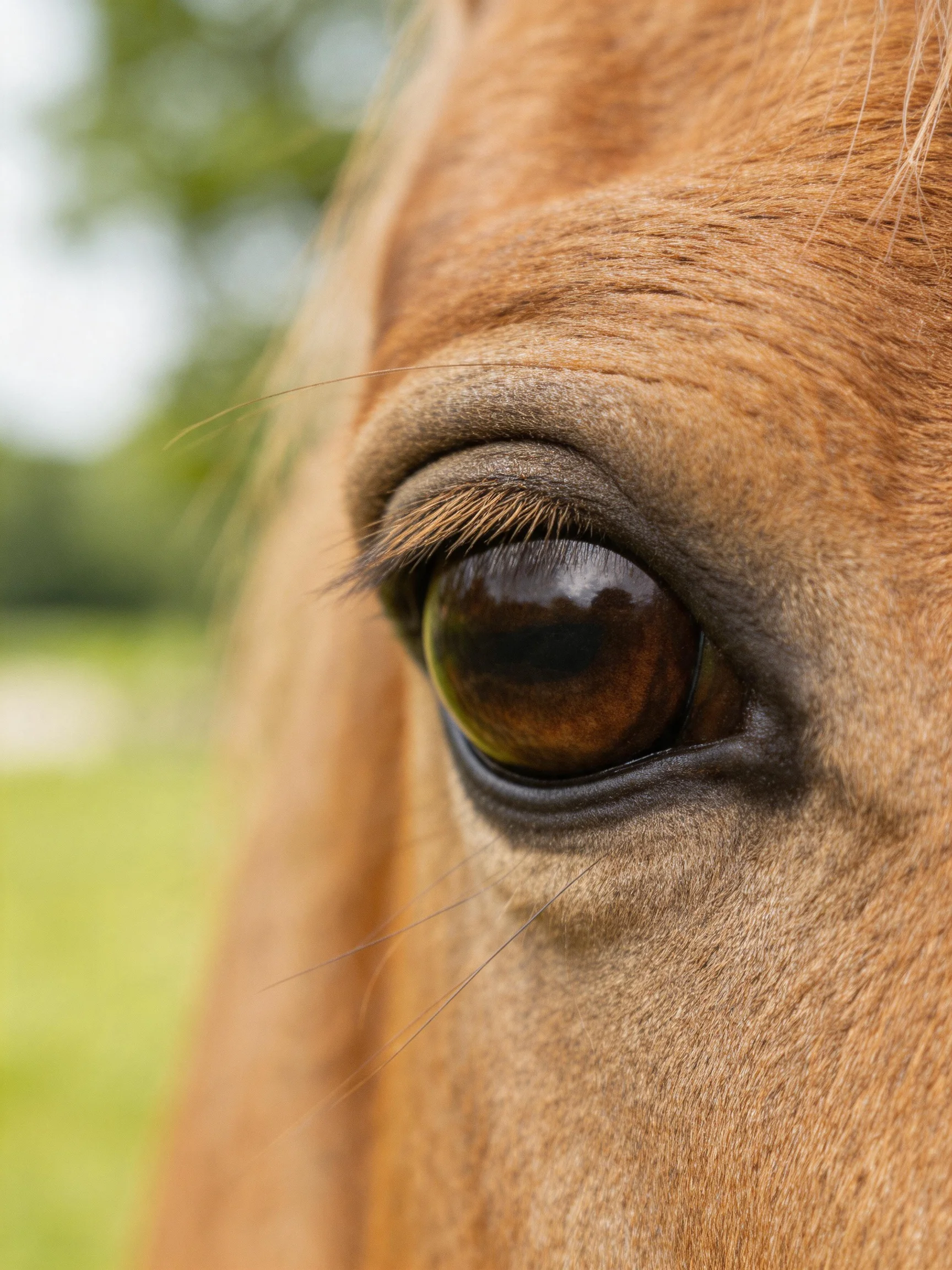 Close - up of a horses amber eye with soft brown fur