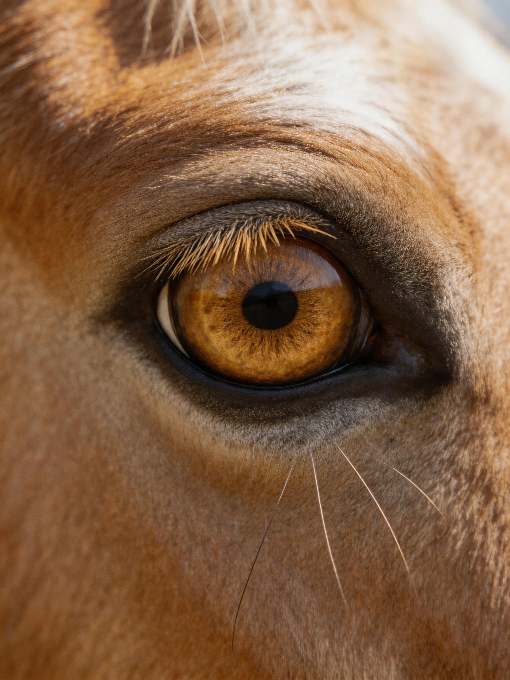 Close - up of a horses amber eye with textured brown fur