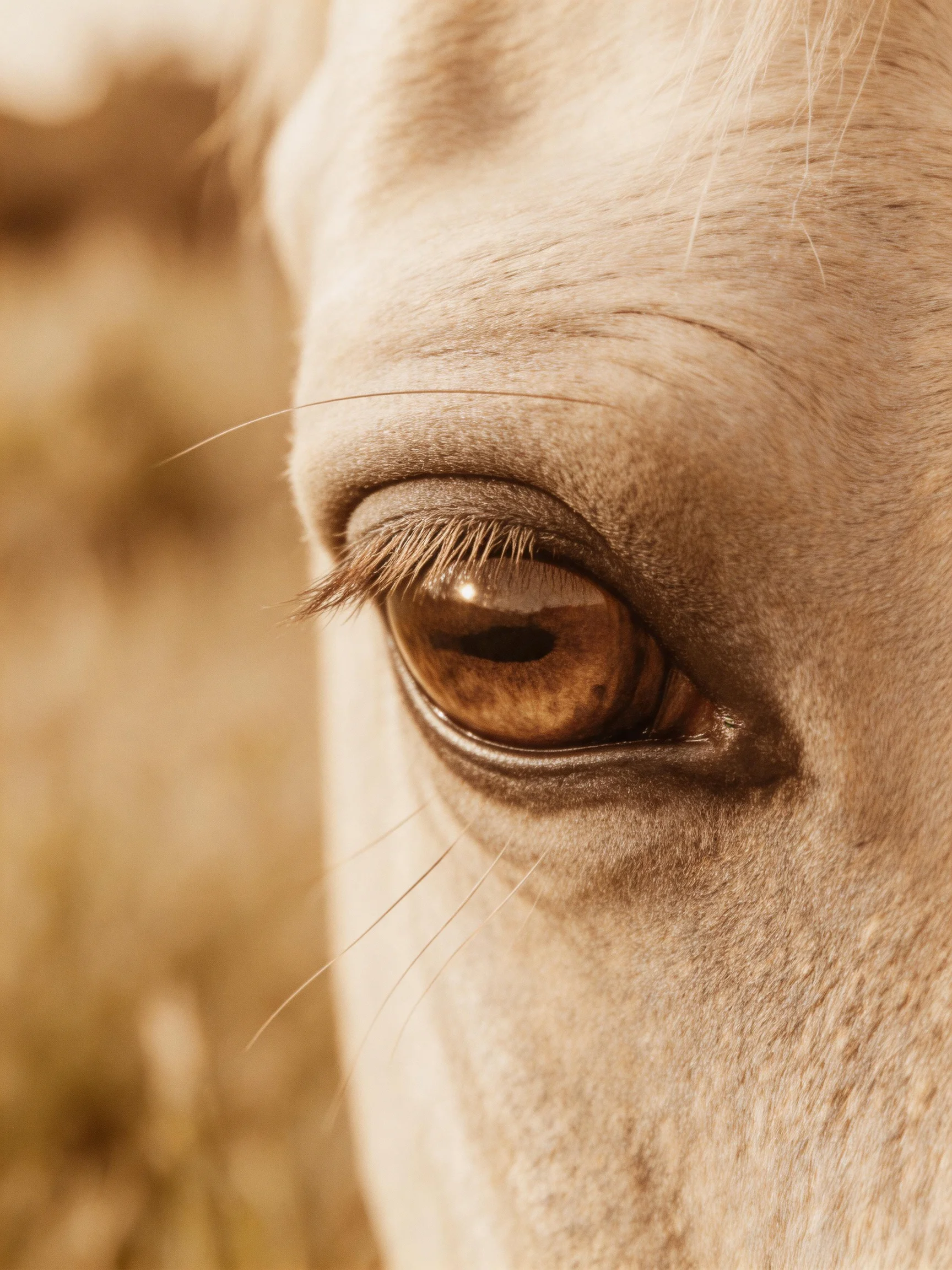 Close - up of a horses brown eye with textured facial skin