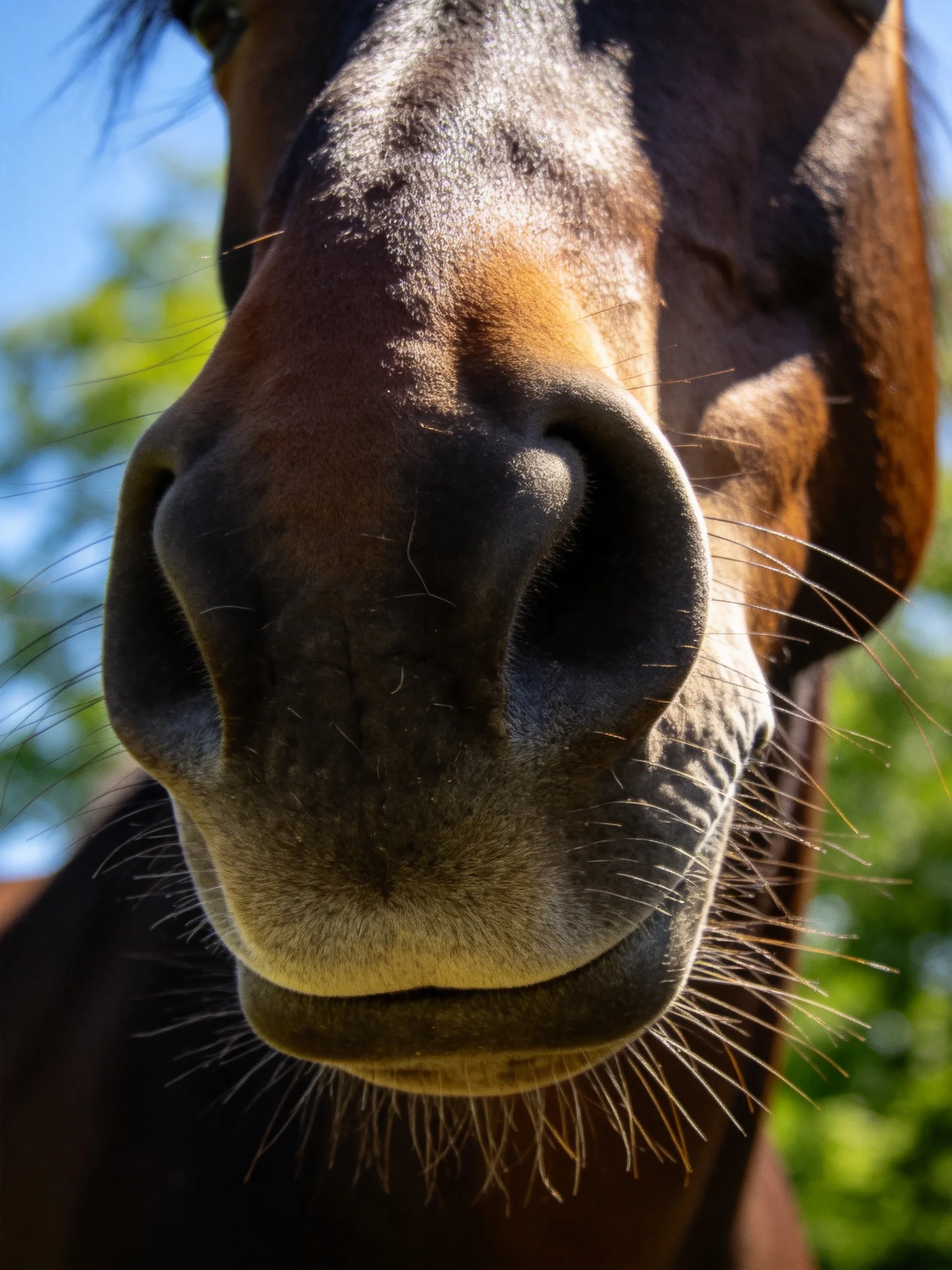 Close - up of a horses dark brown snout with prominent whiskers