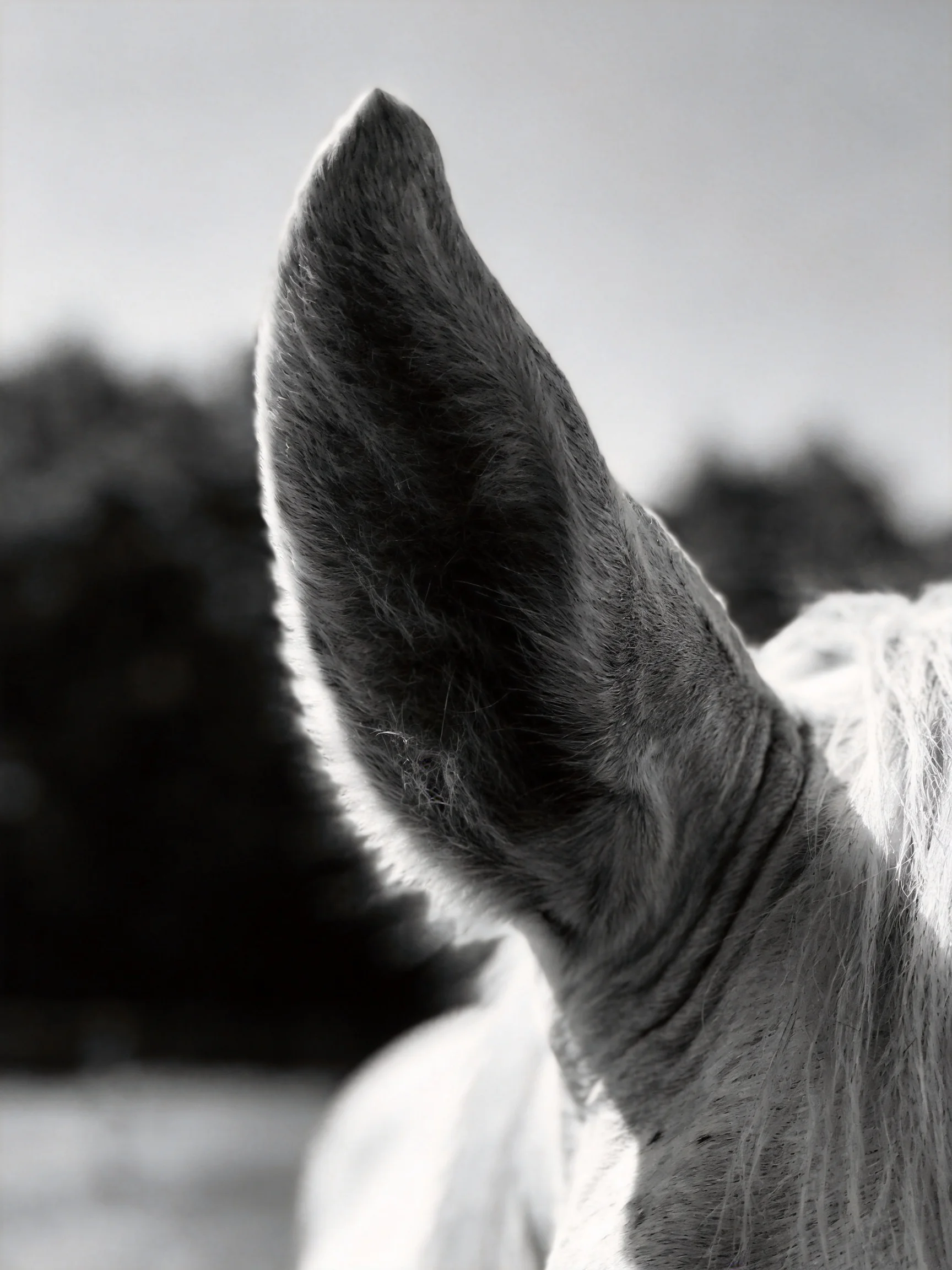 Close - up of a large, furry equine ear in monochrome