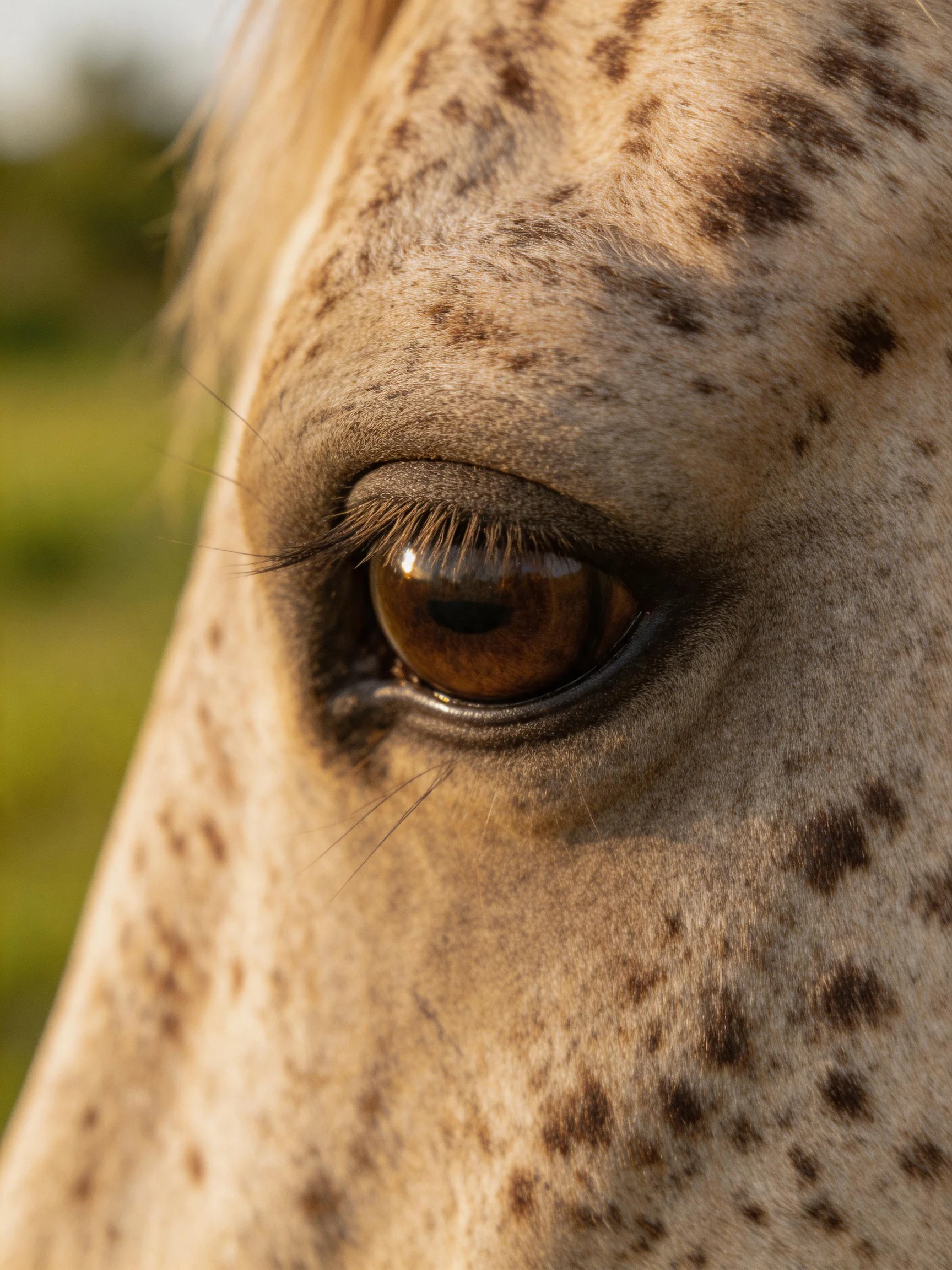 Close - up of a spotted horse’s brown eye in natural light