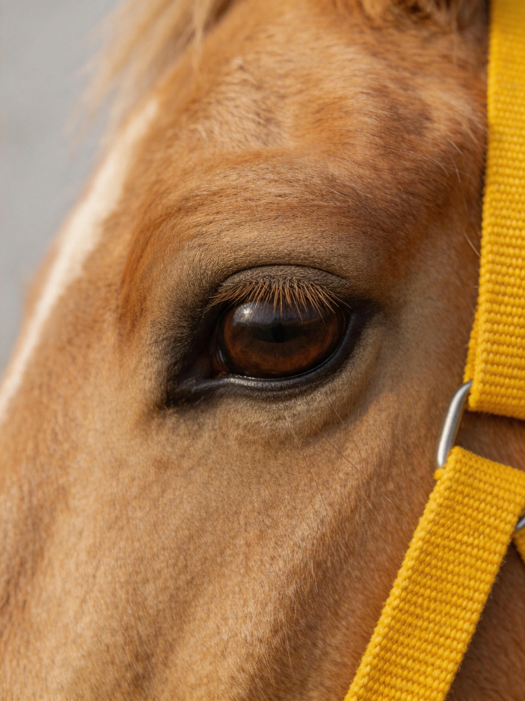 Close - up of a tan horse’s eye with a bright yellow halter strap