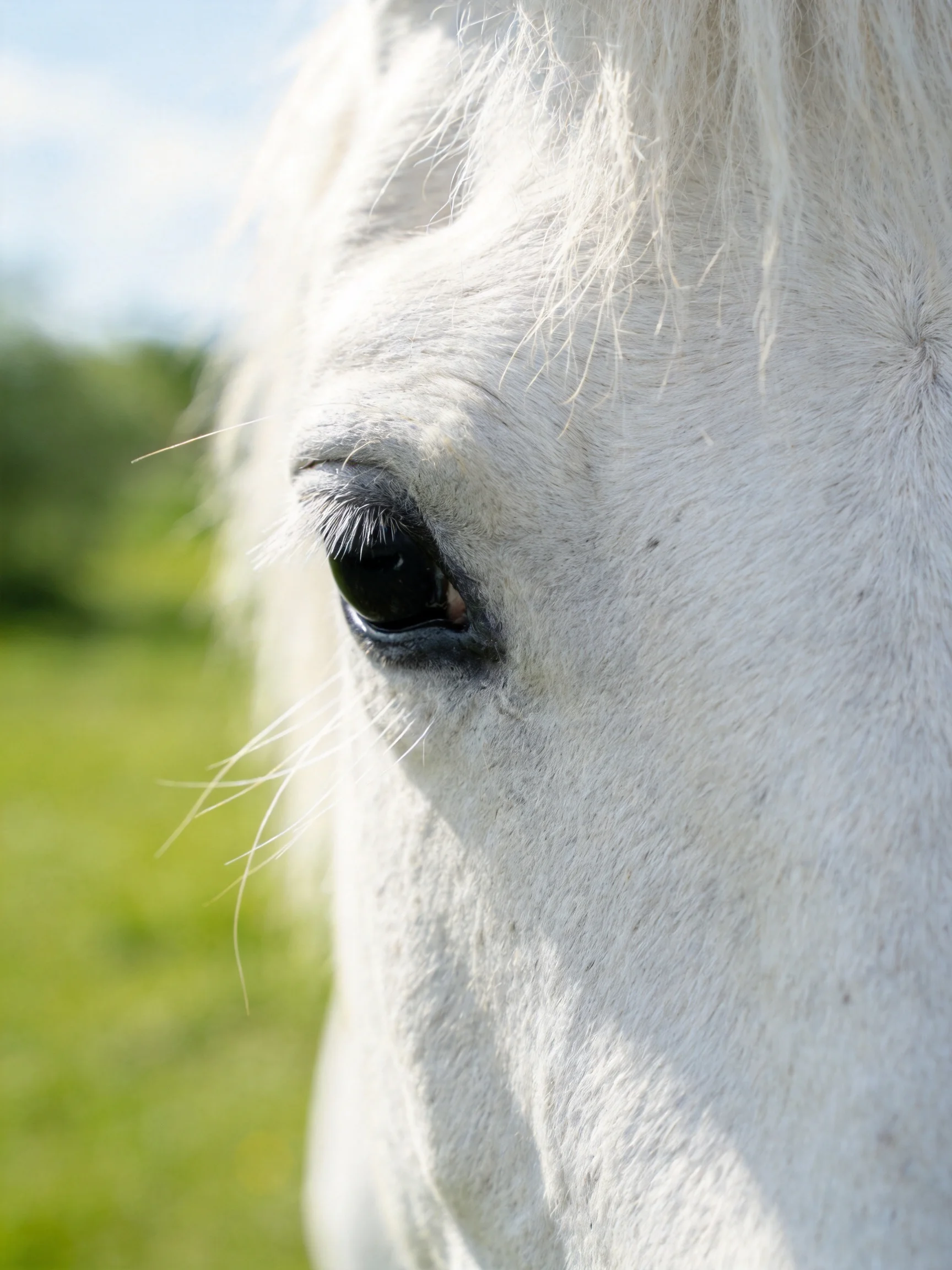 A close - up highlights a white horse’s eye against a blurred green landscape.