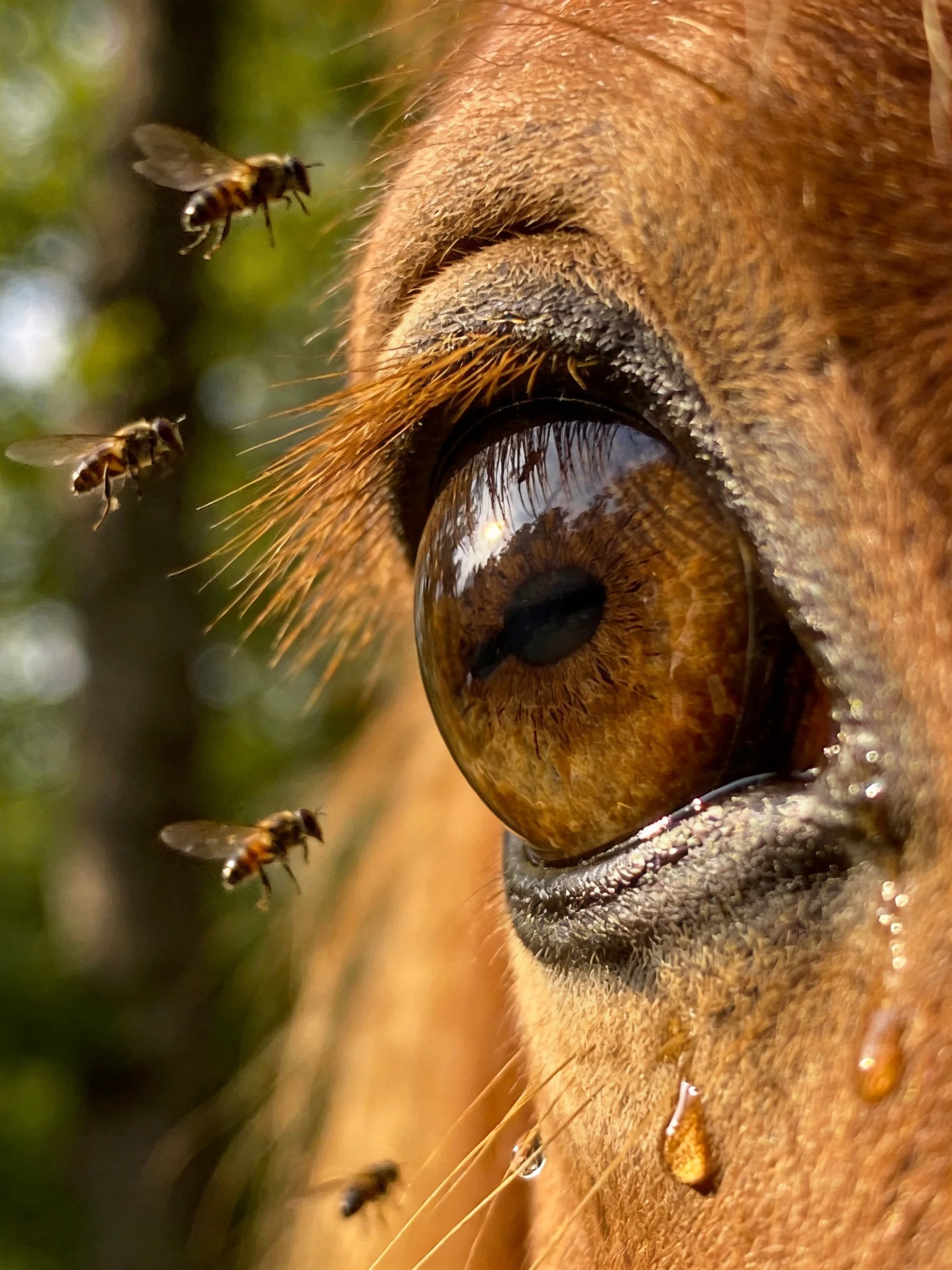 Close-up of a Horse’s Eye With Flies Buzzing Nearby