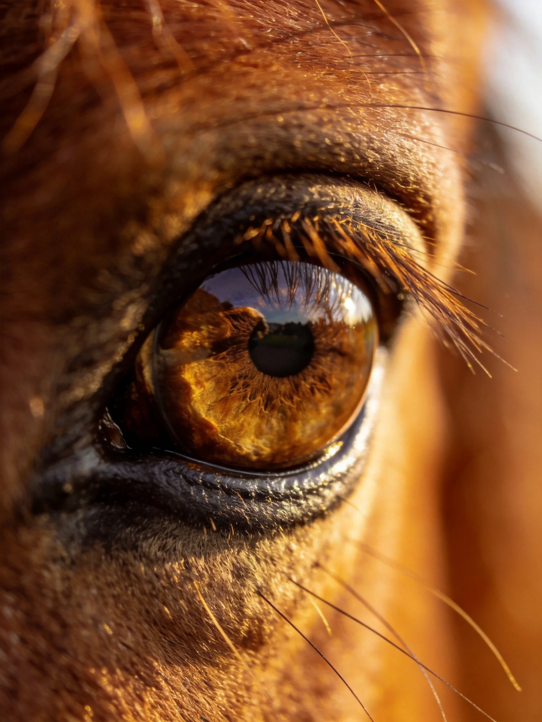 Close-up of a horses amber eye with detailed textures