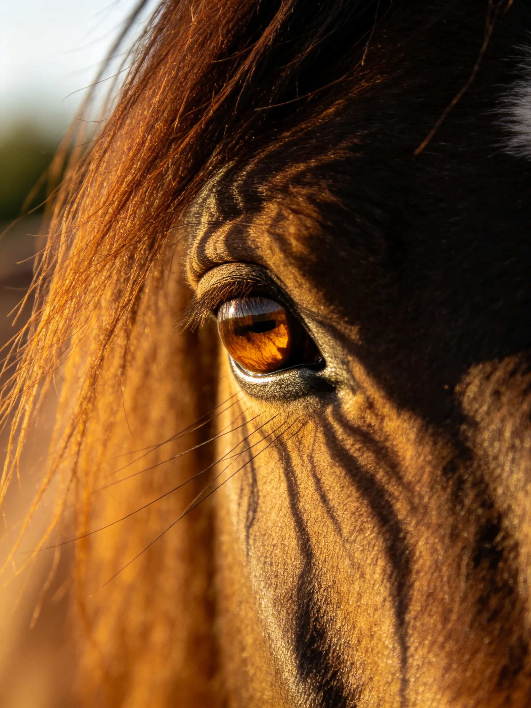 Close-up of a horses amber eye with flowing golden mane