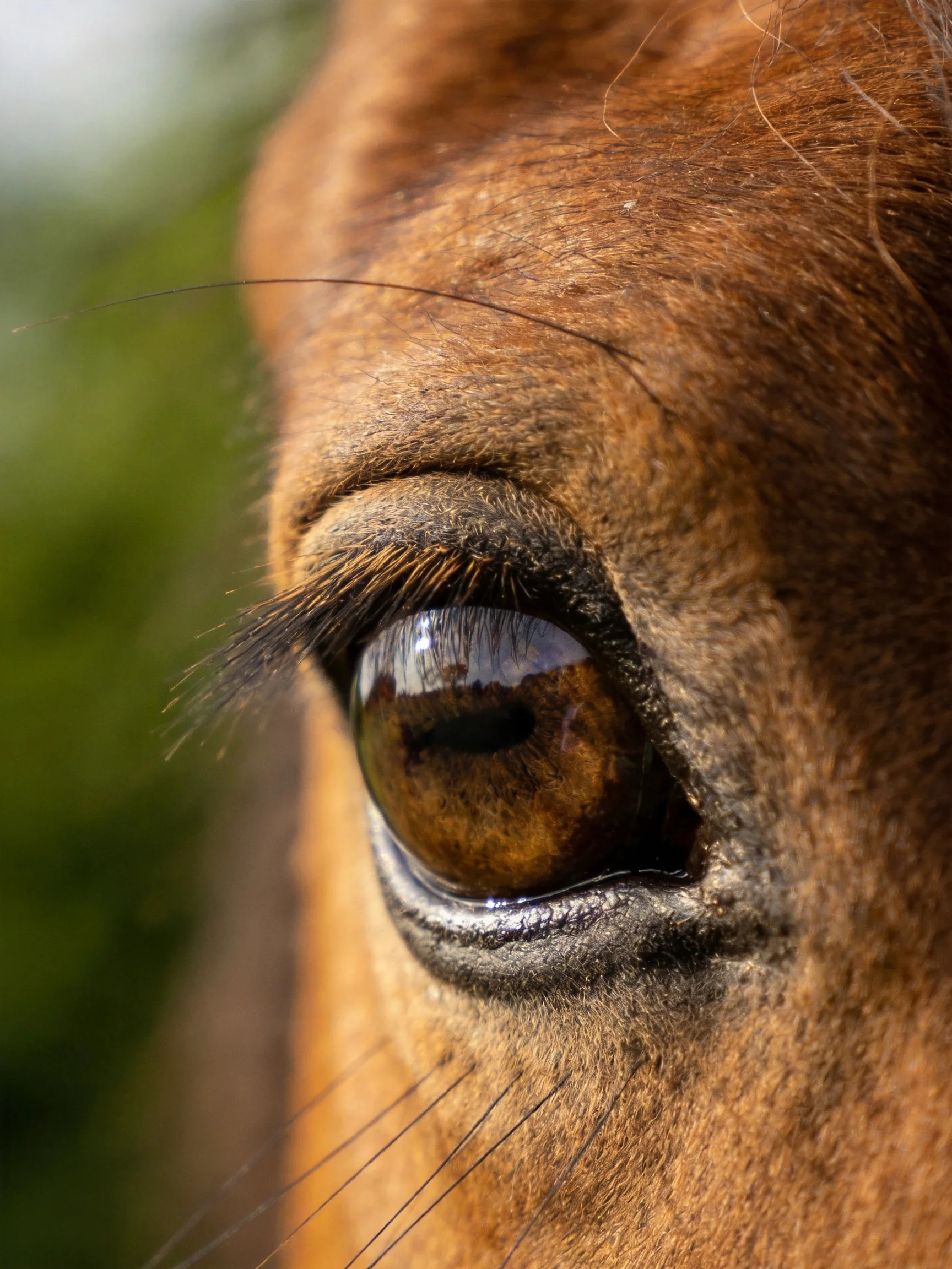 Detailed close - up of a brown horse’s eye with visible textures