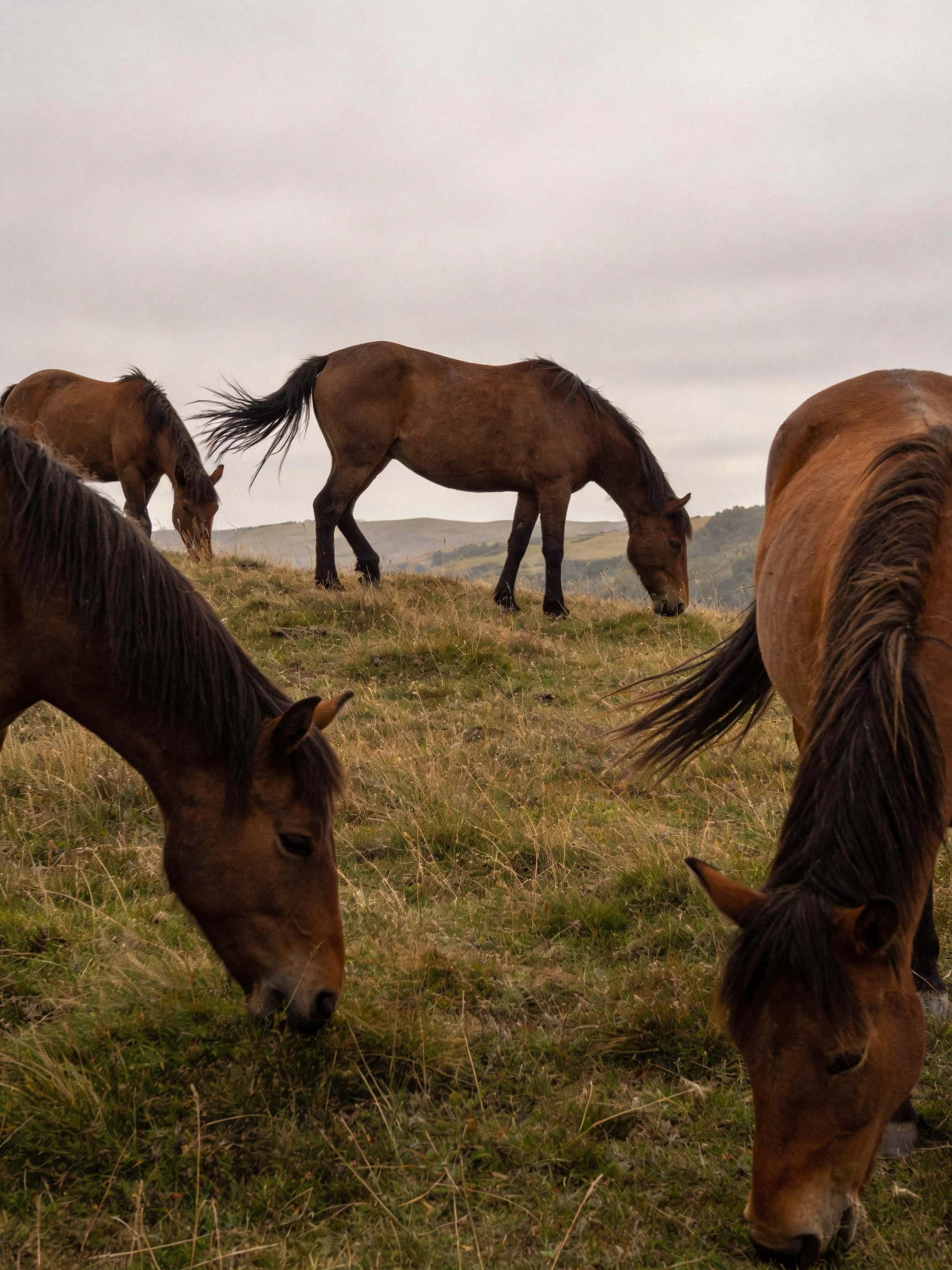 Four brown horses graze on a grassy hillside under an overcast sky