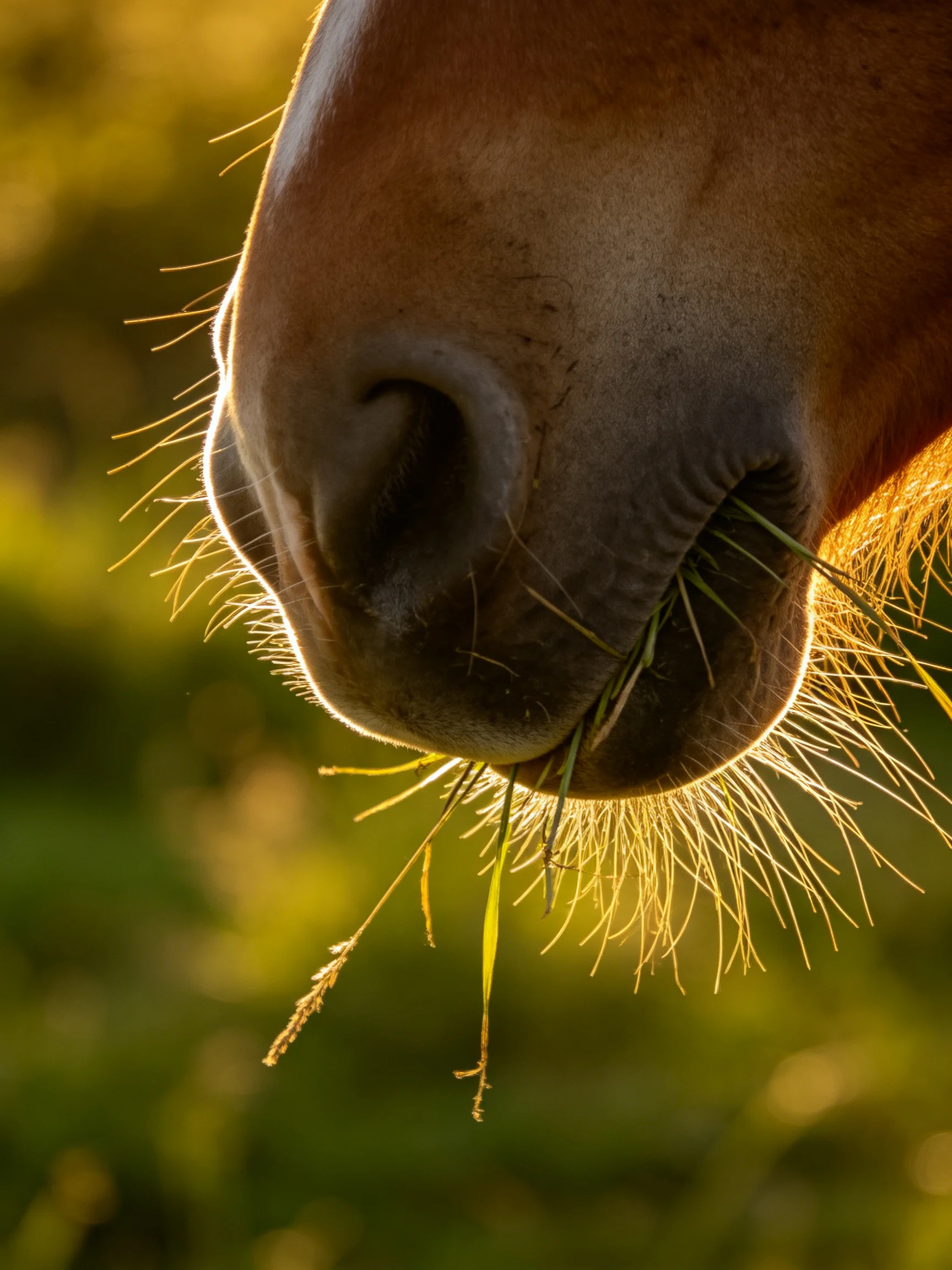 Golden sunlight illuminates a brown horses muzzle with grass