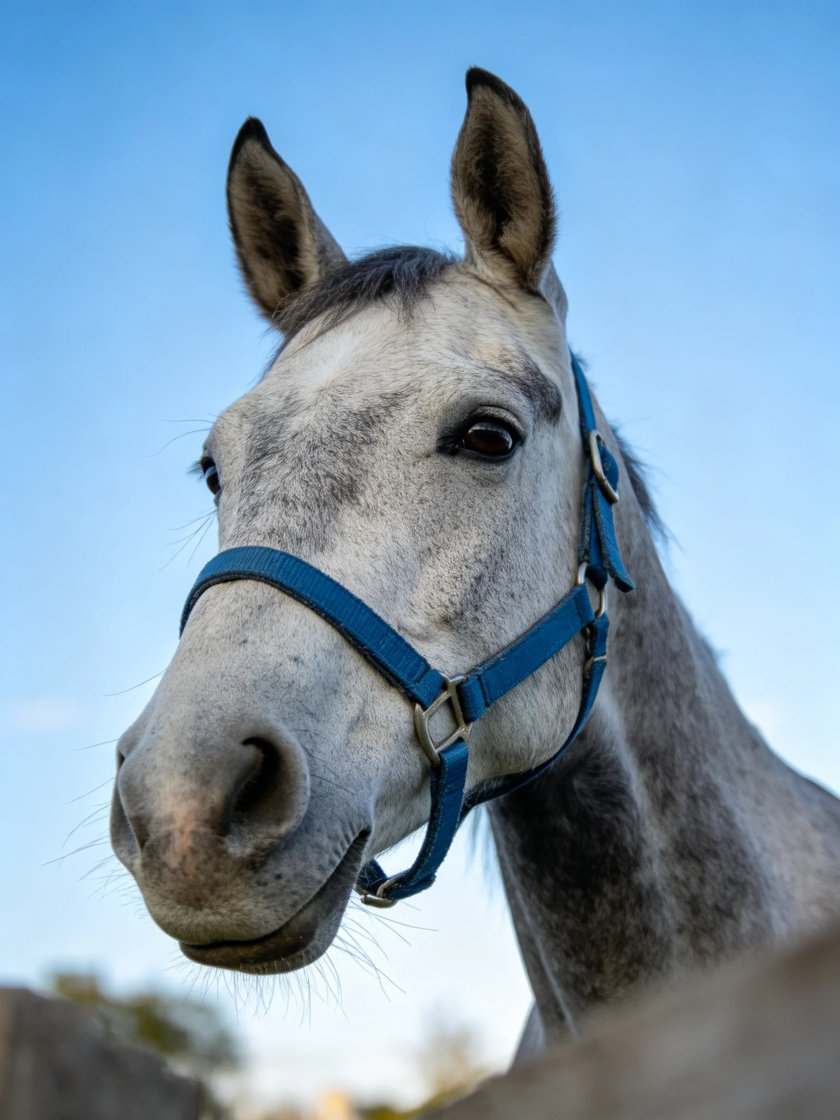 Gray horse with blue halter against clear blue sky