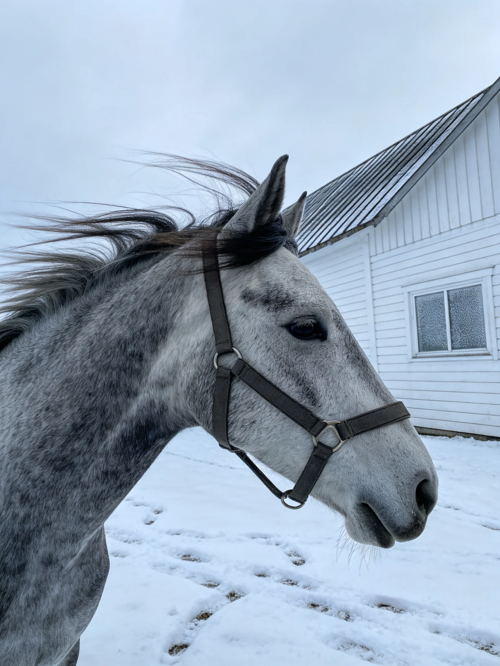 Gray speckled horse near white wooden barn on snowy terrain