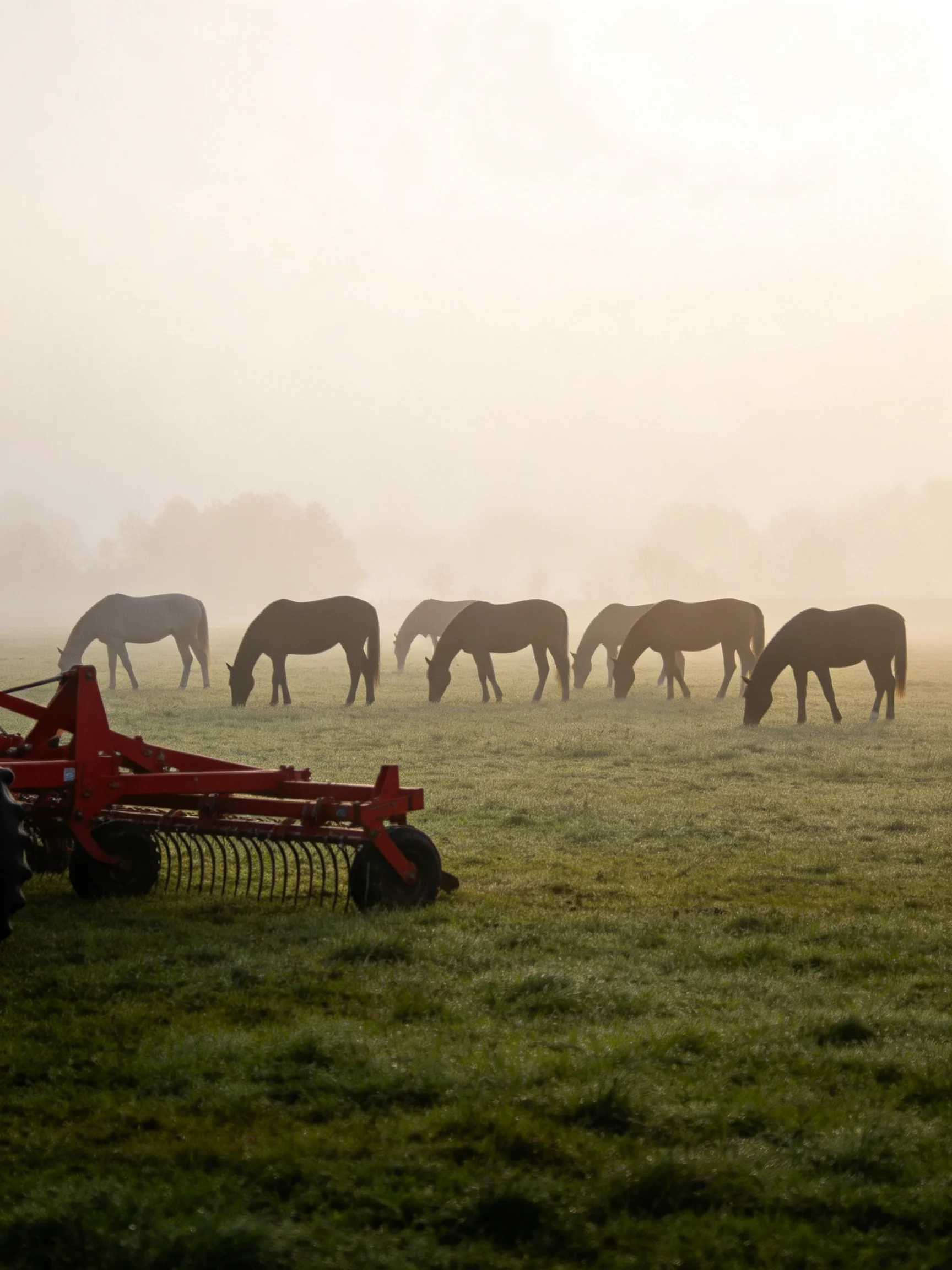 Misty field with seven horses grazing near red farm equipment