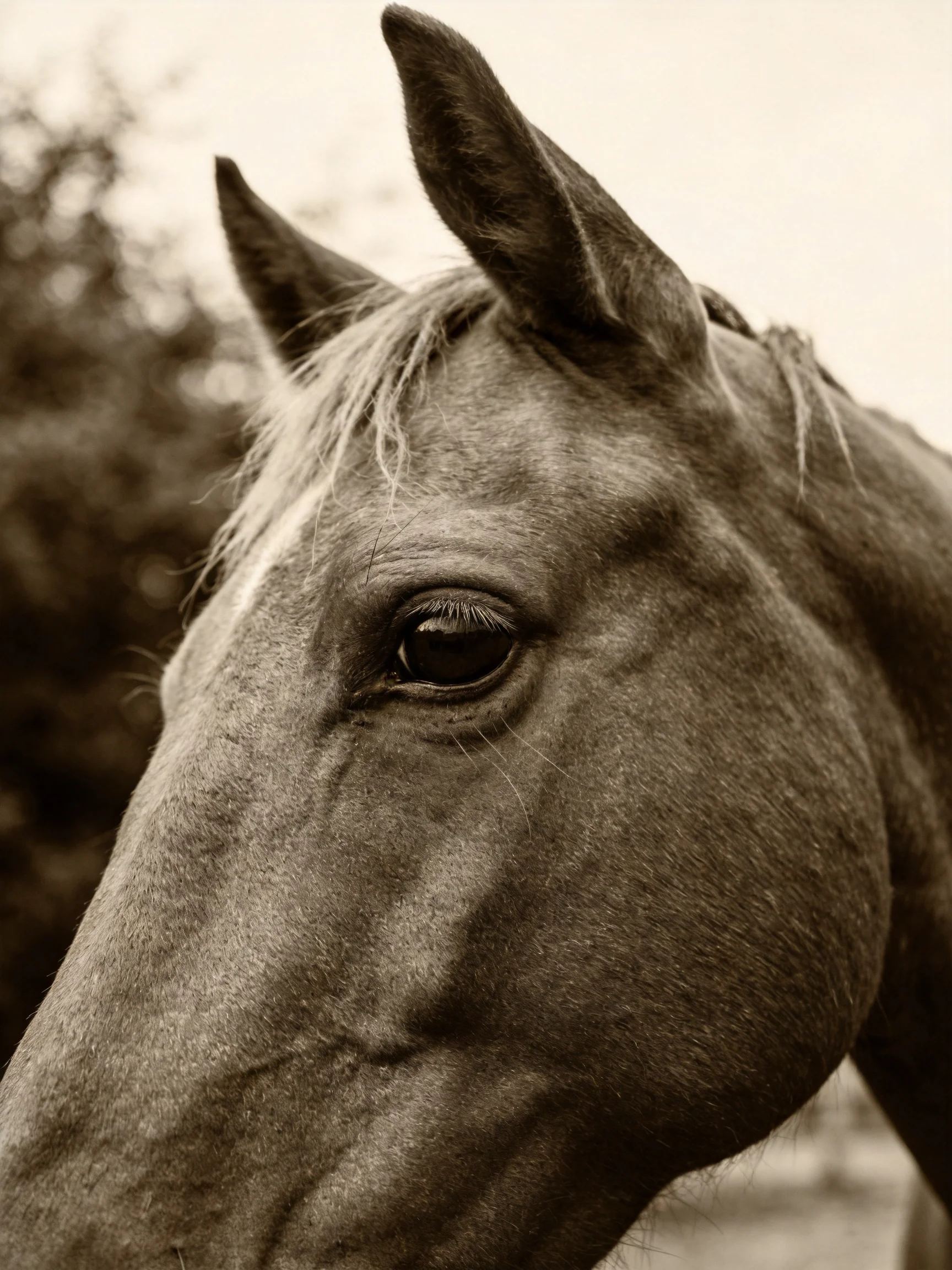 Sepia-Toned Close-Up of a Horses Head with Alert Ears