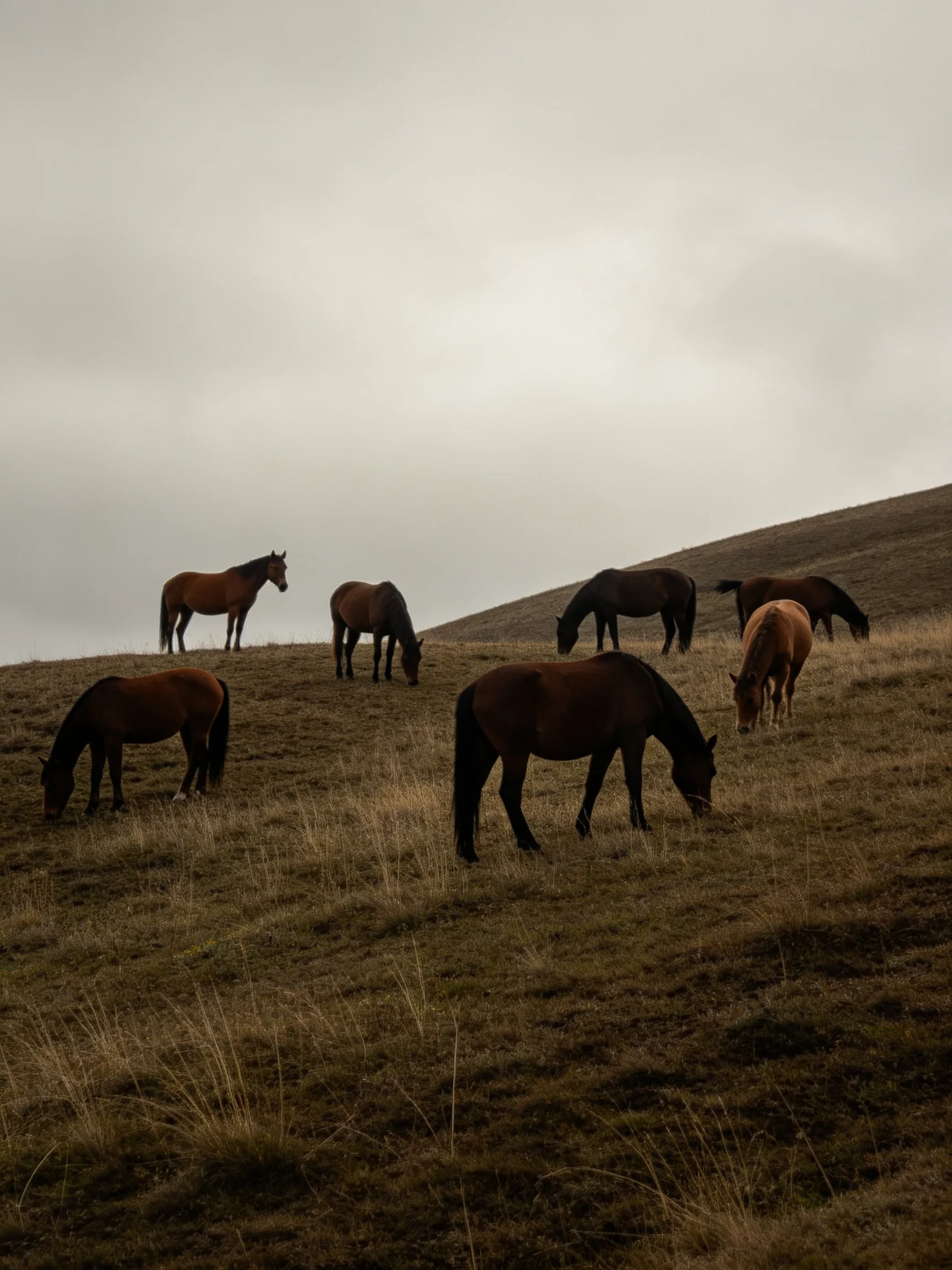 Seven horses graze on a sloped hillside under an overcast sky