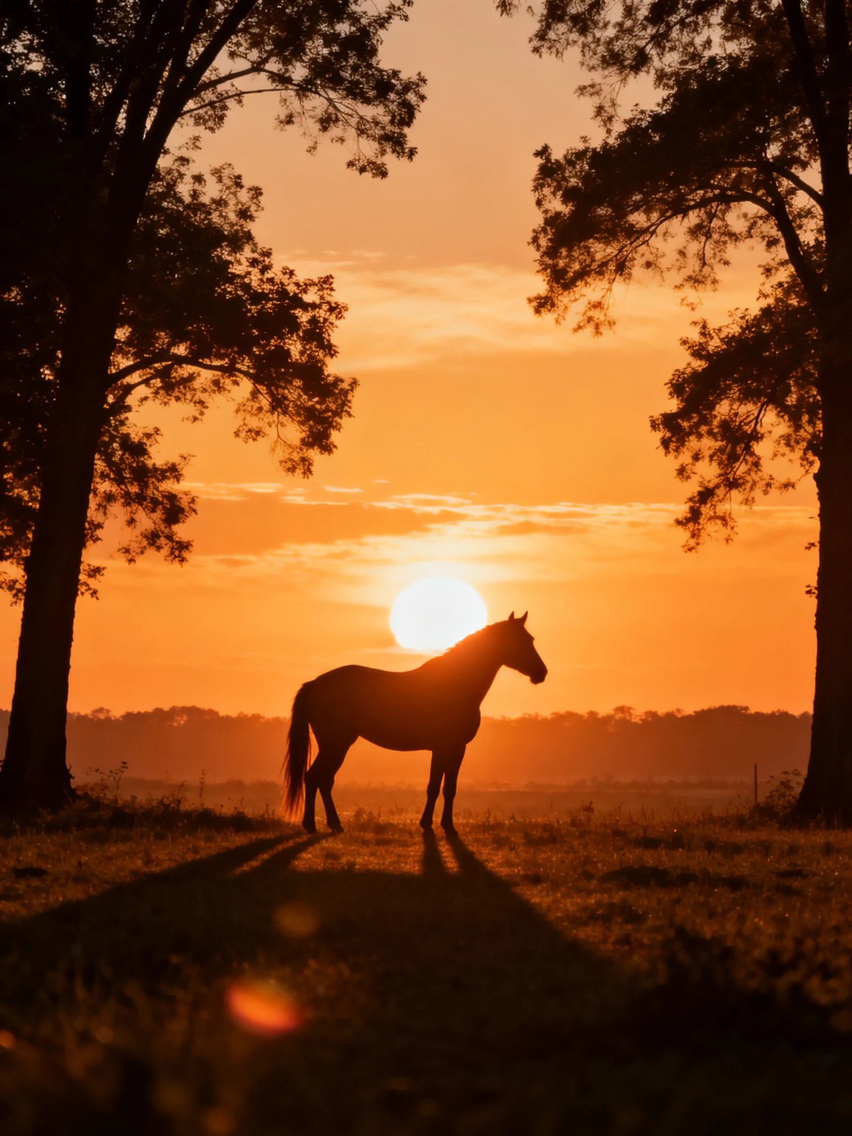 Silhouetted Horse Between Trees Under Golden Sunset